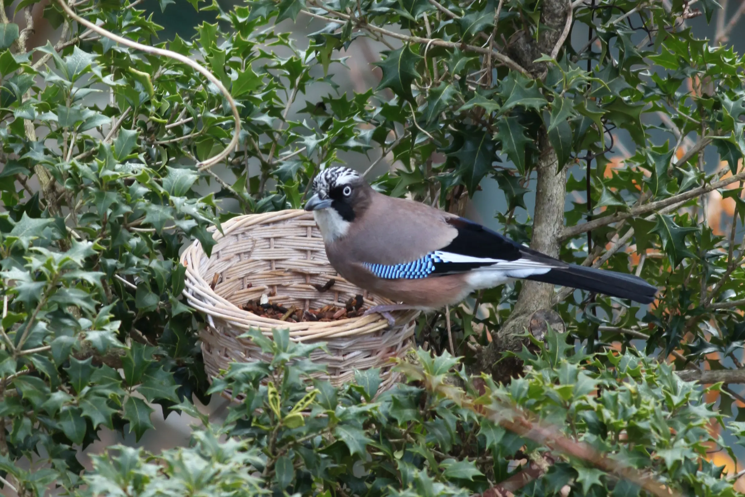 カケス様 ステラーカケス - Wikipedia