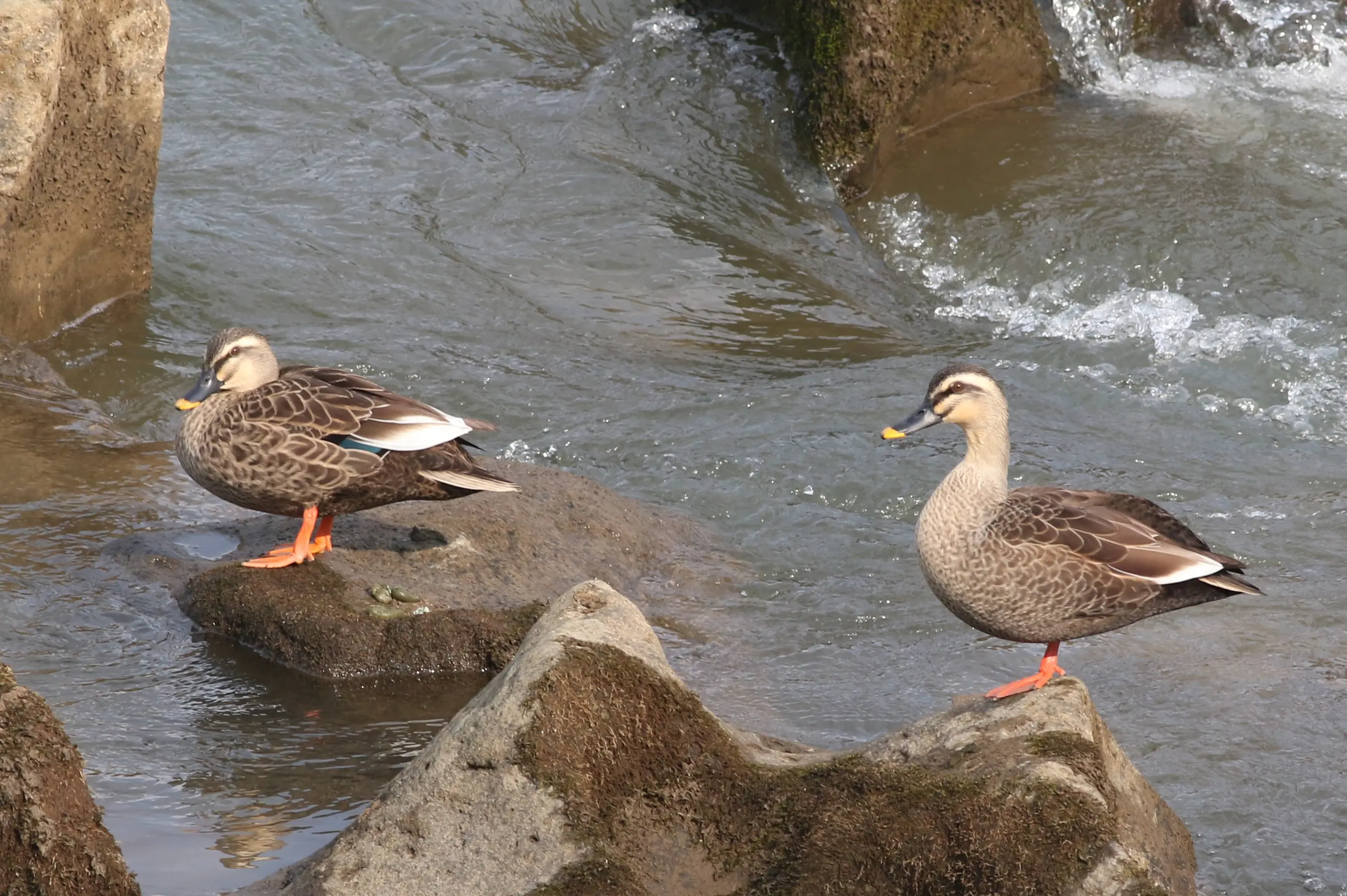 カルガモ　 カーネル 1/64 日産 フェアレディ Z (RZ34) Version ST カスタマイズド