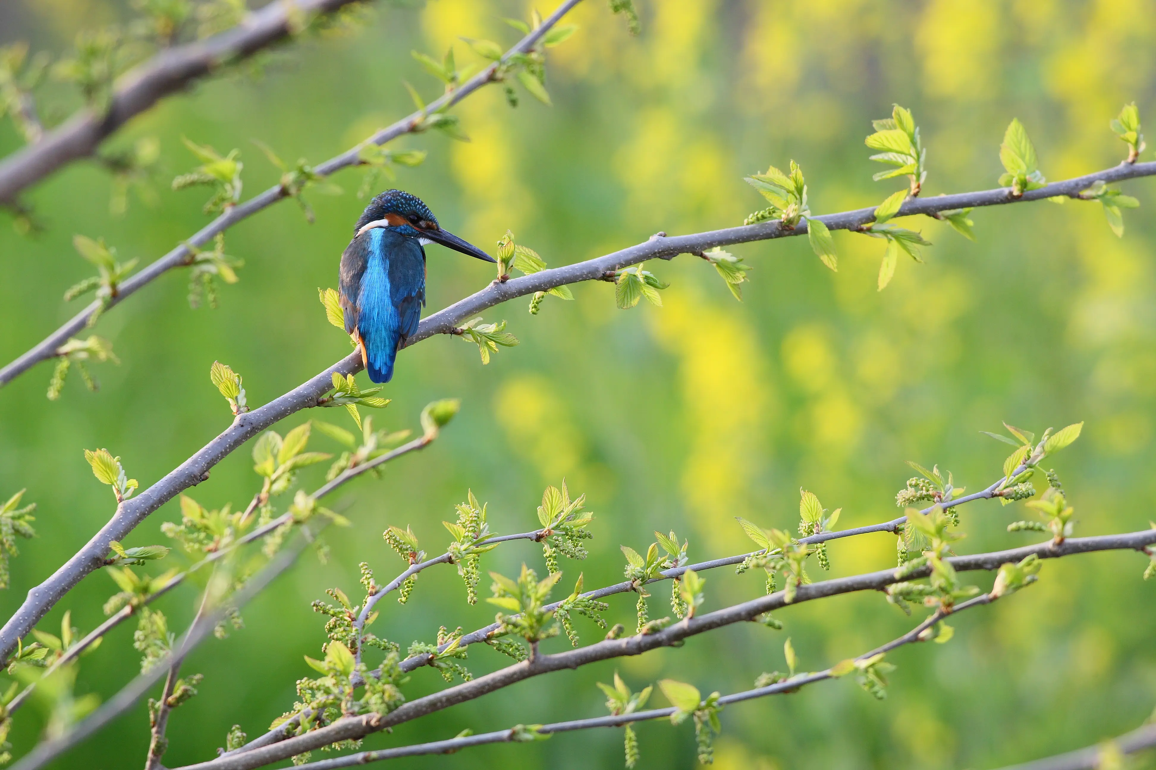 カワセミ｜日本の鳥百科｜サントリーの愛鳥活動