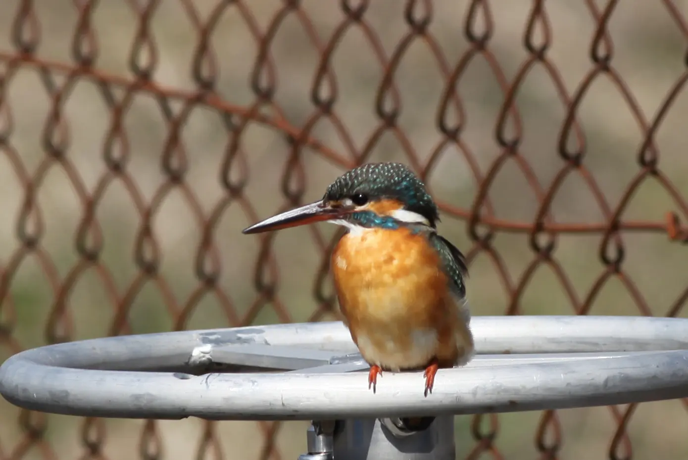 カワセミ｜日本の鳥百科｜サントリーの愛鳥活動
