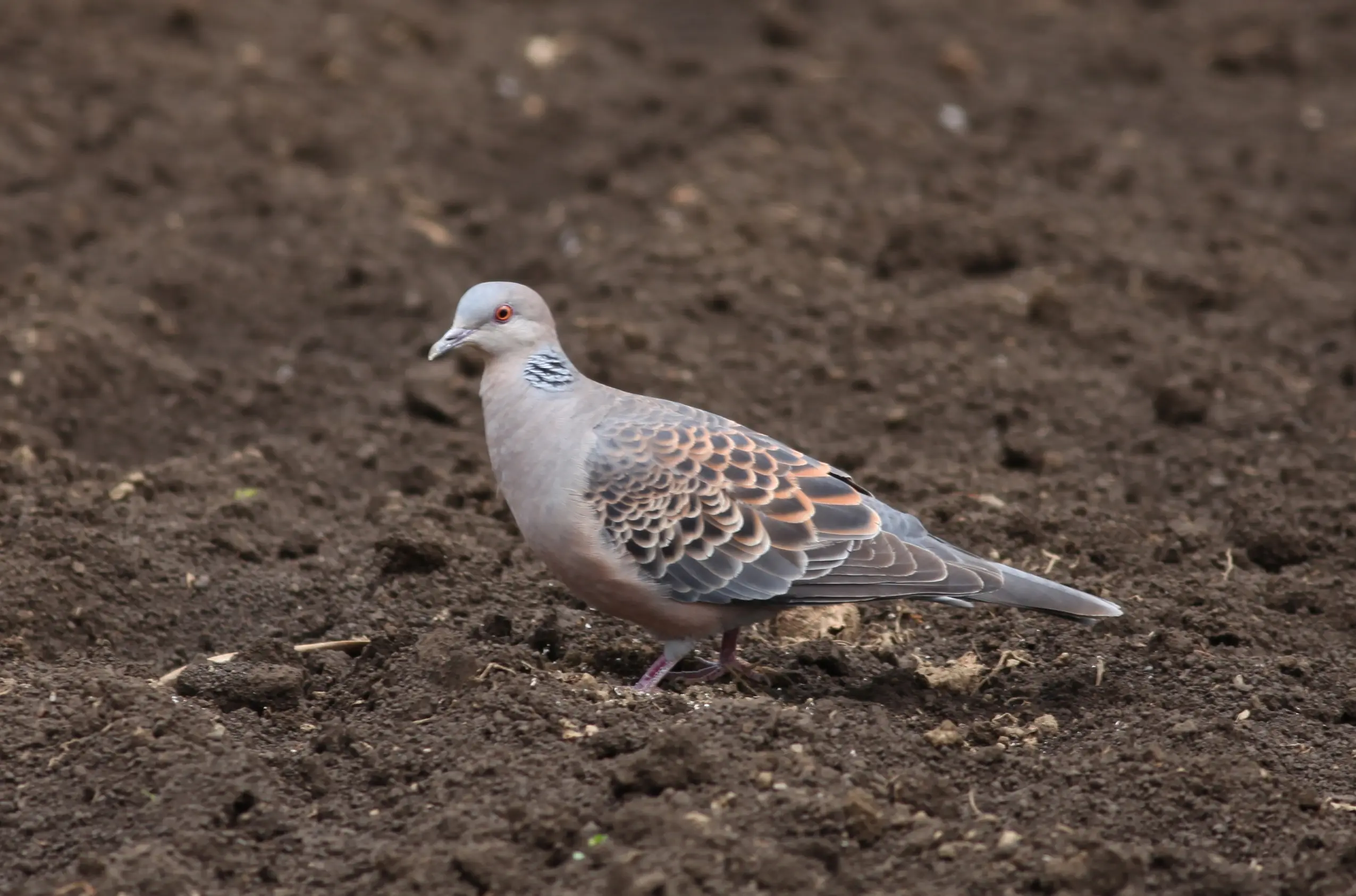 キジバト｜日本の鳥百科｜サントリーの愛鳥活動