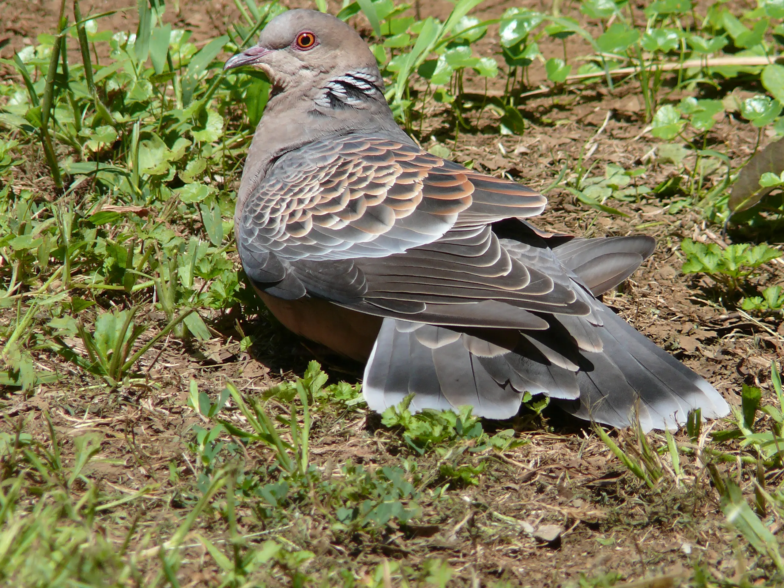 キジバト｜日本の鳥百科｜サントリーの愛鳥活動