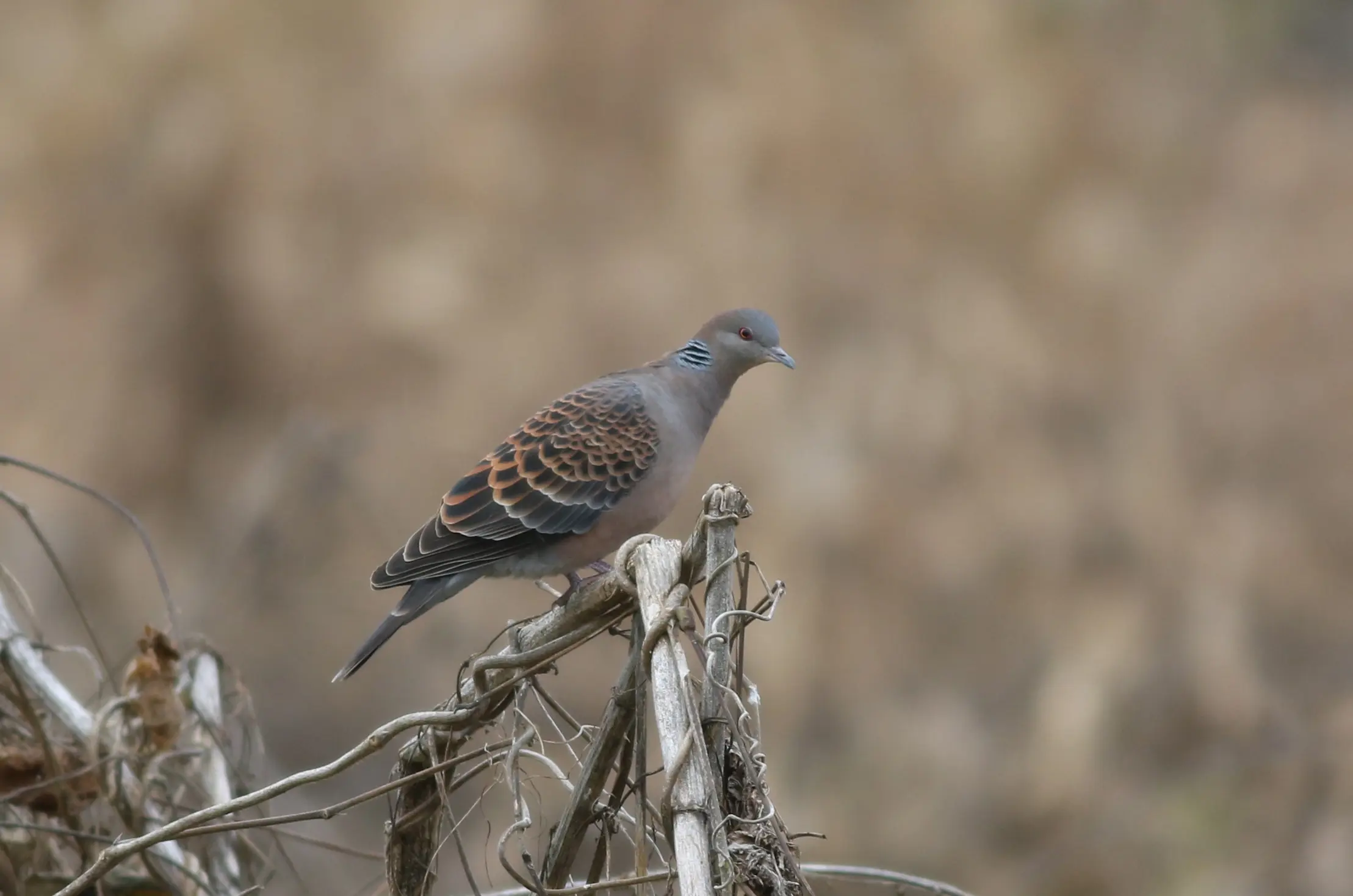 キジバト｜日本の鳥百科｜サントリーの愛鳥活動