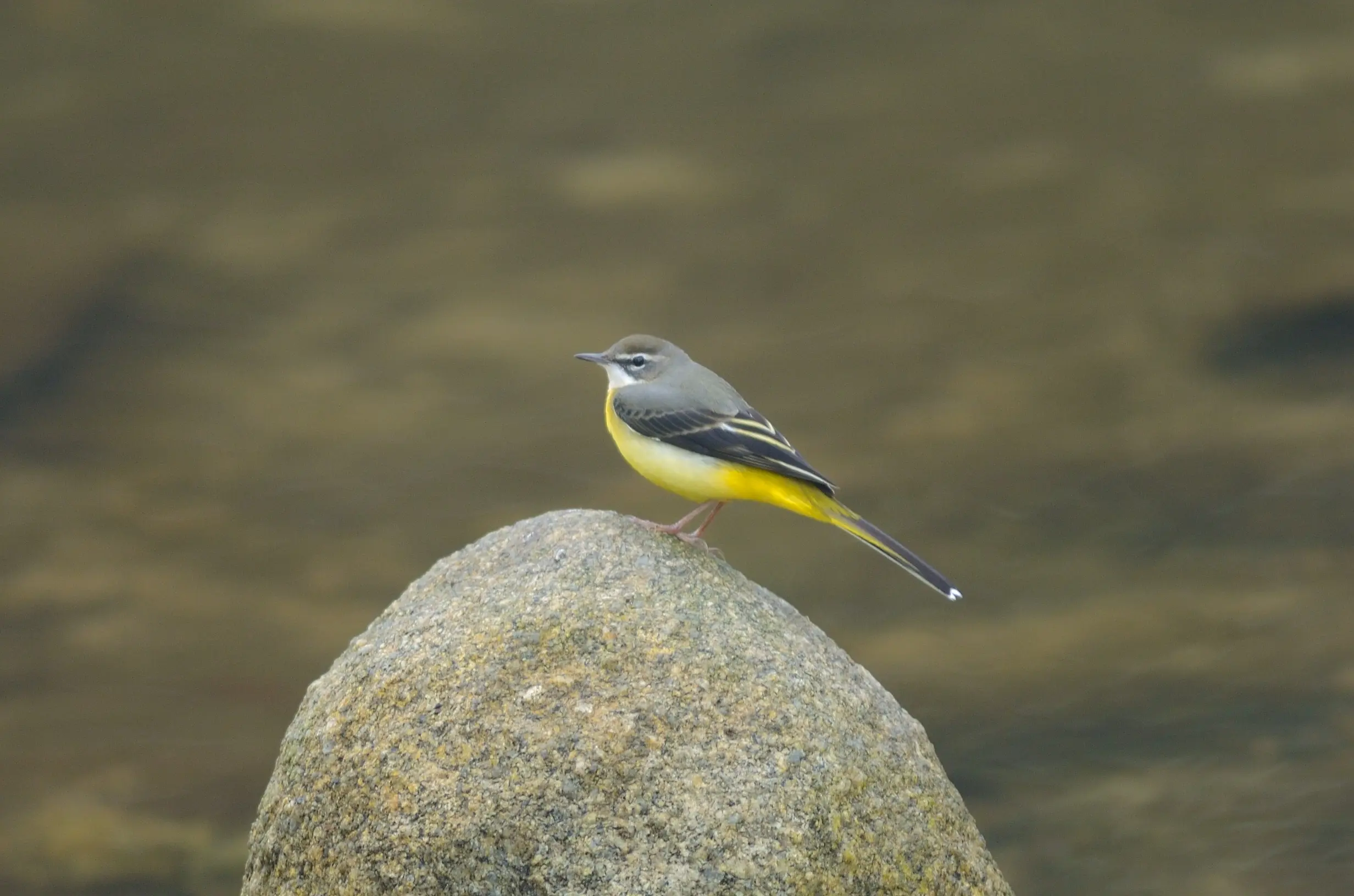 キセキレイ｜日本の鳥百科｜サントリーの愛鳥活動