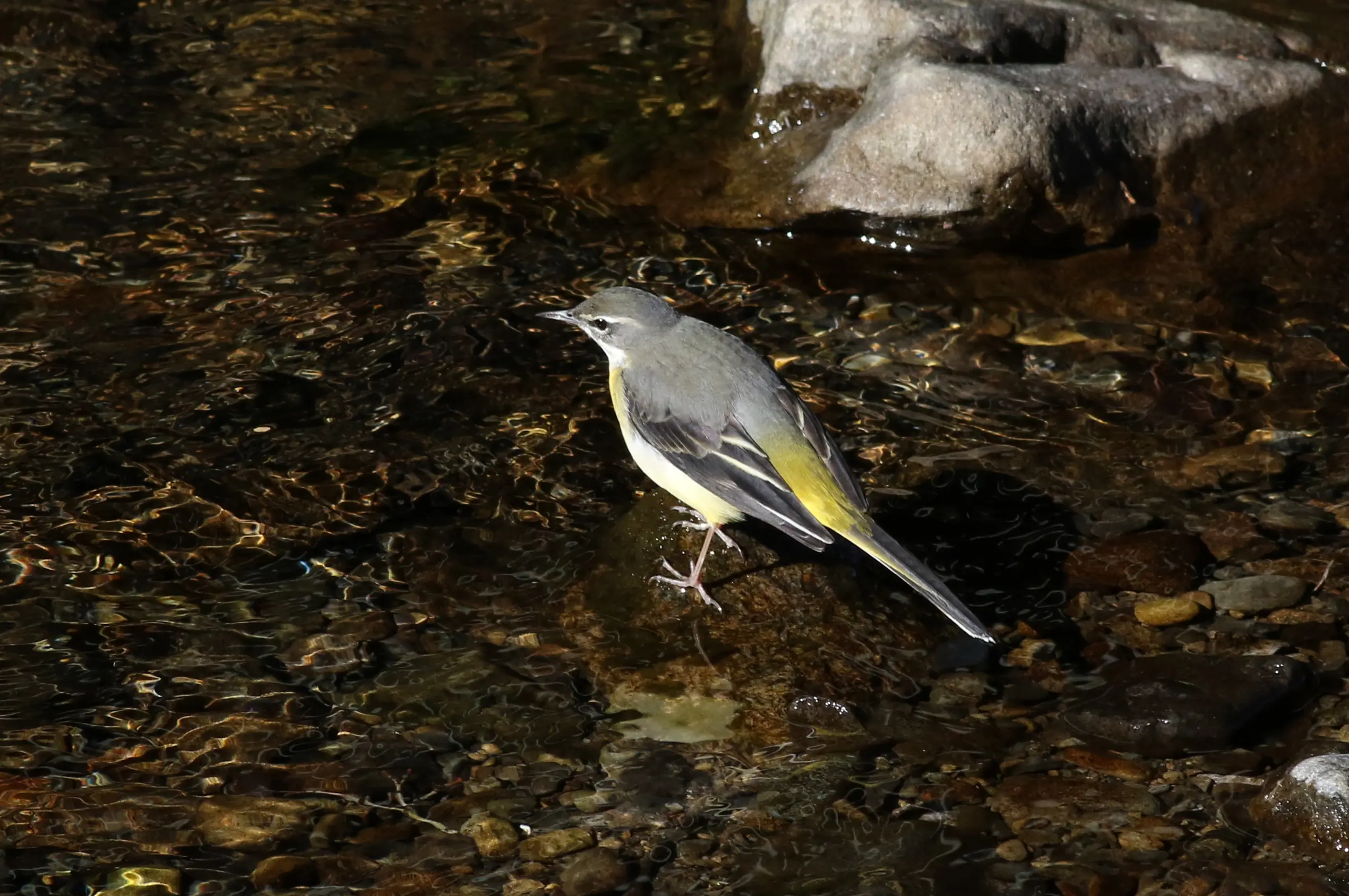 キセキレイ｜日本の鳥百科｜サントリーの愛鳥活動