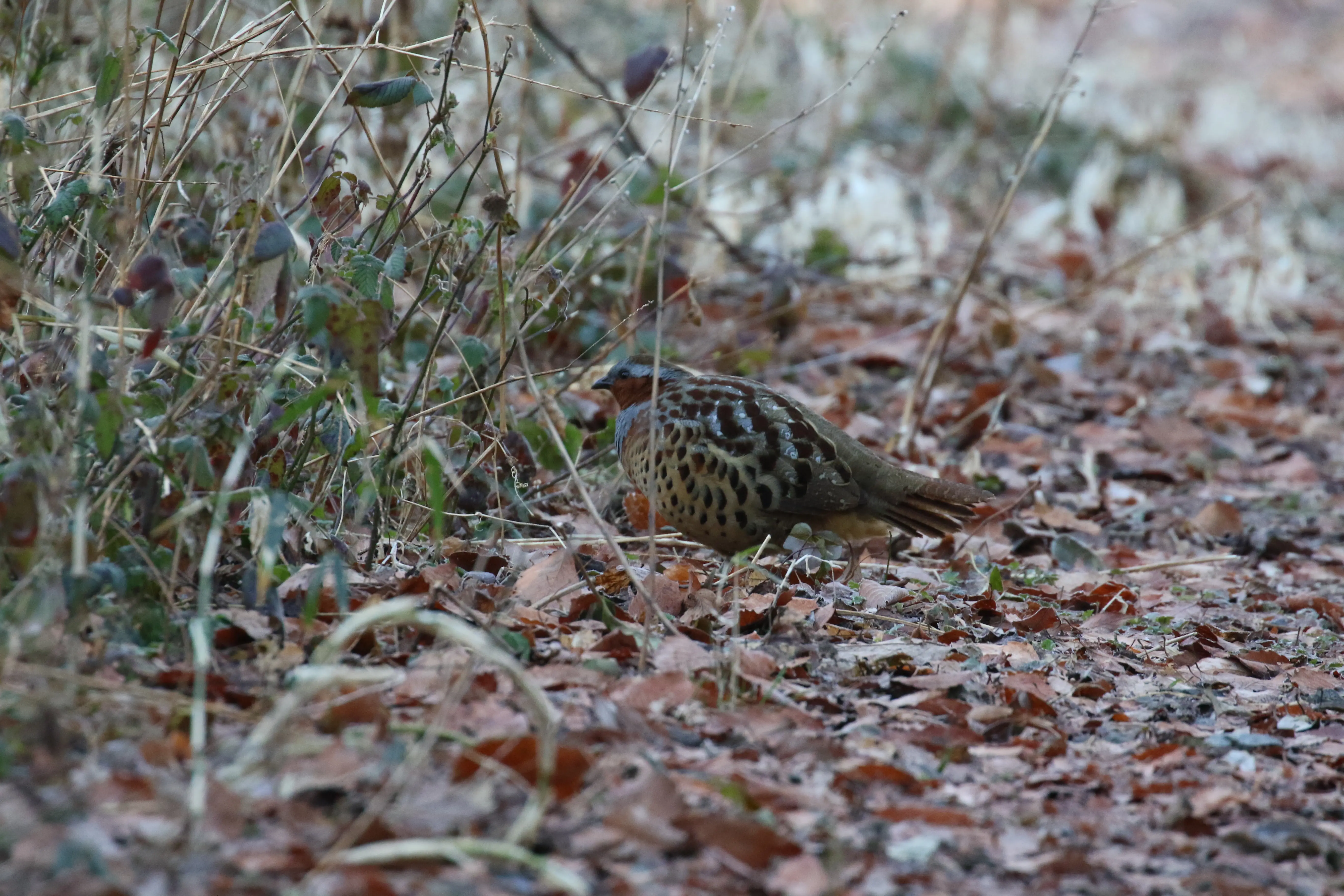 コジュケイ｜日本の鳥百科｜サントリーの愛鳥活動