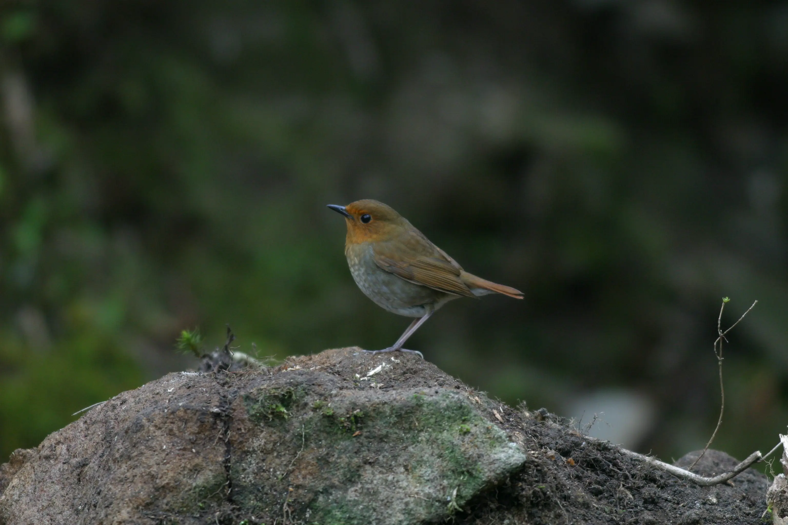 コマドリ｜日本の鳥百科｜サントリーの愛鳥活動