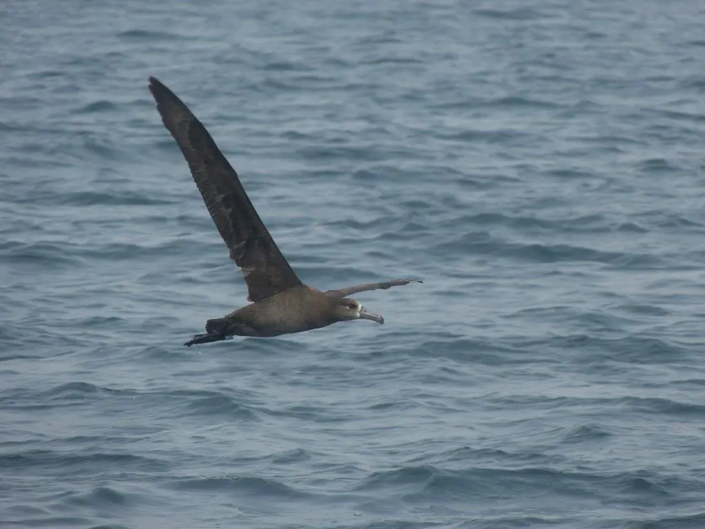 クロアシアホウドリ｜日本の鳥百科｜サントリーの愛鳥活動