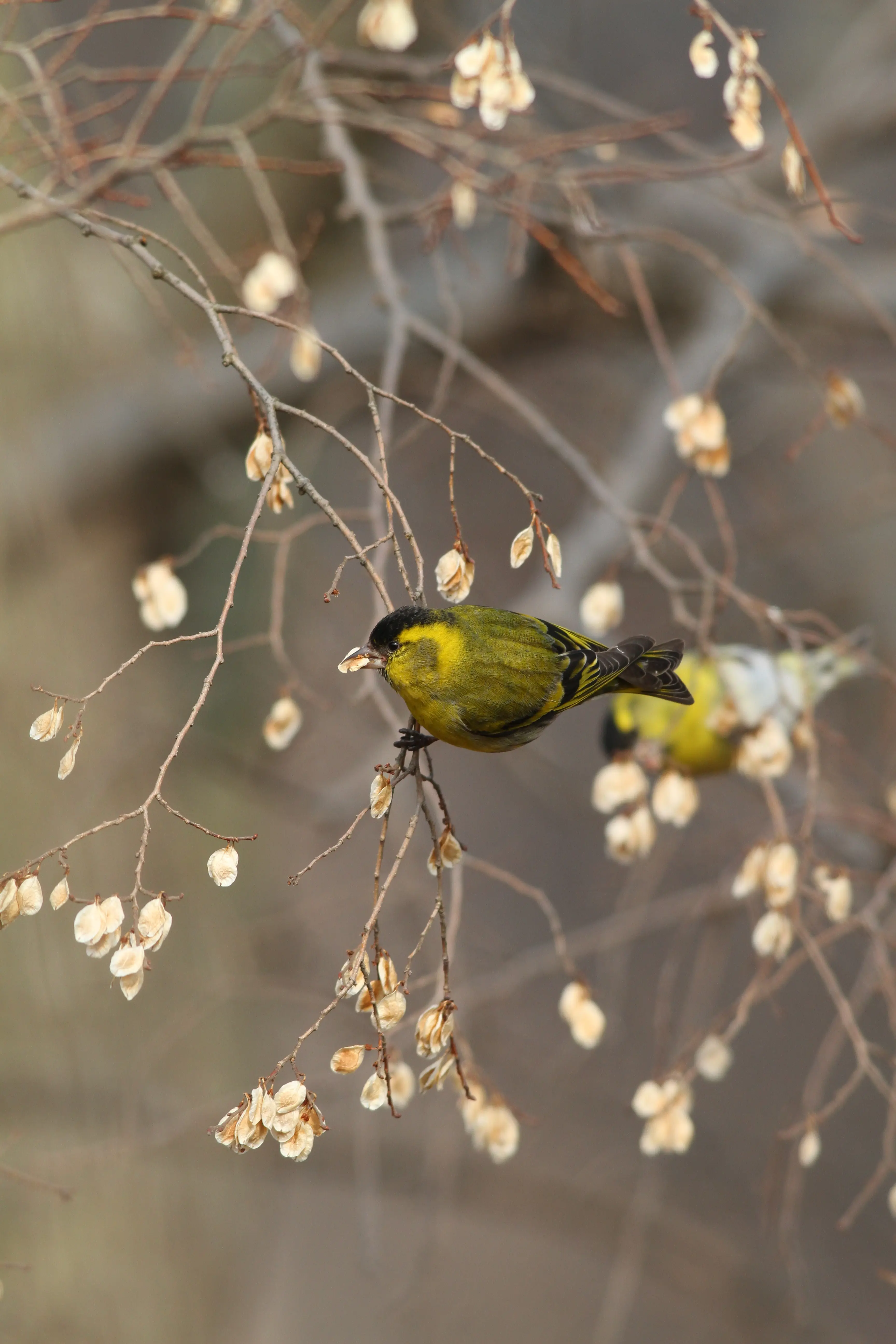 木彫りの鳥　マヒワの飛び立ち 木彫りの鳥マヒワの飛び立ち
