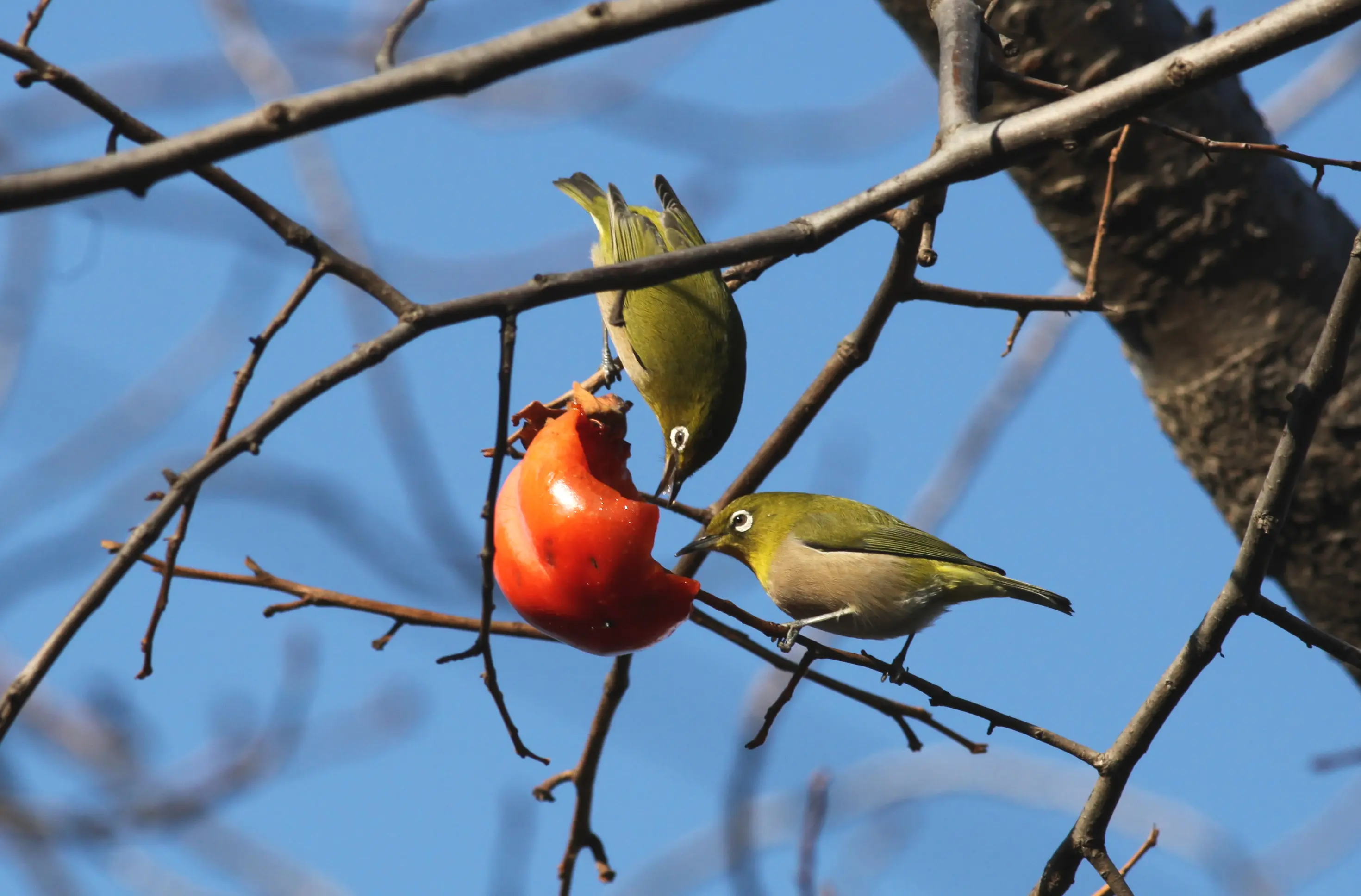 メジロ｜日本の鳥百科｜サントリーの愛鳥活動