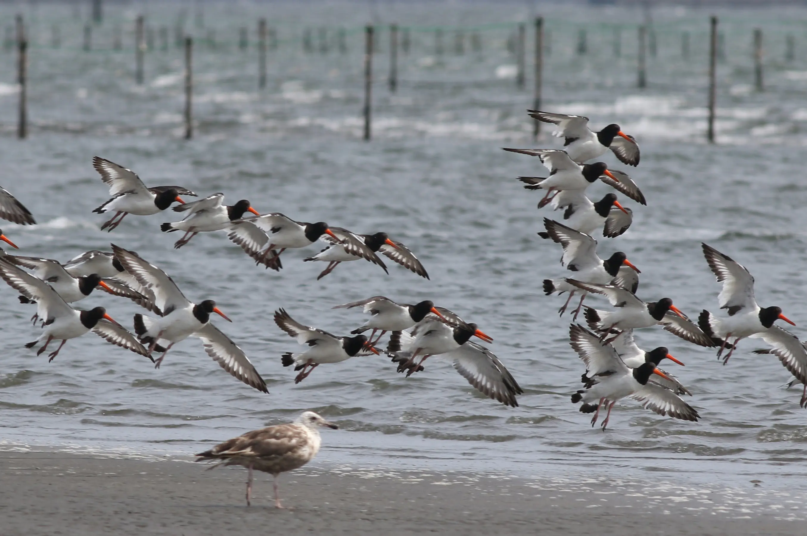 ミヤコドリ｜日本の鳥百科｜サントリーの愛鳥活動