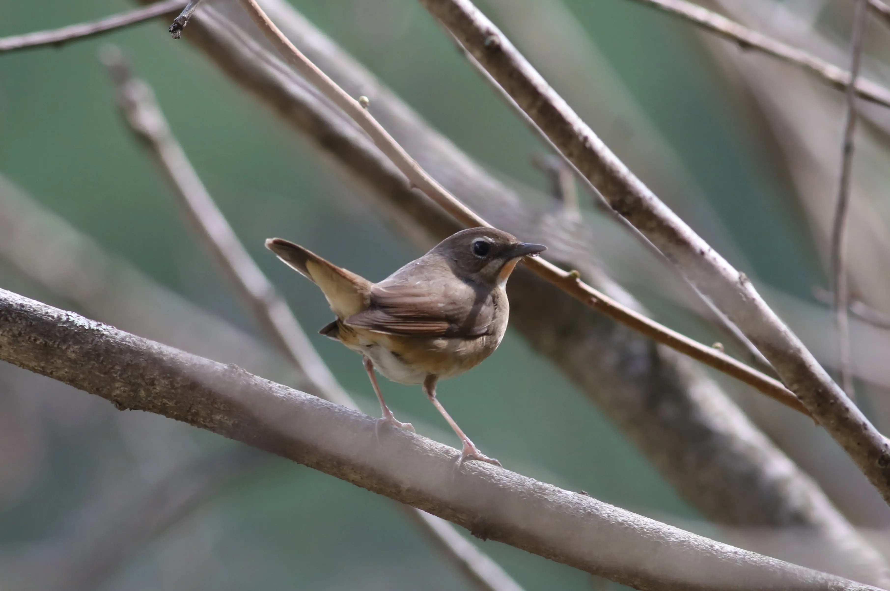 ノゴマ｜日本の鳥百科｜サントリーの愛鳥活動