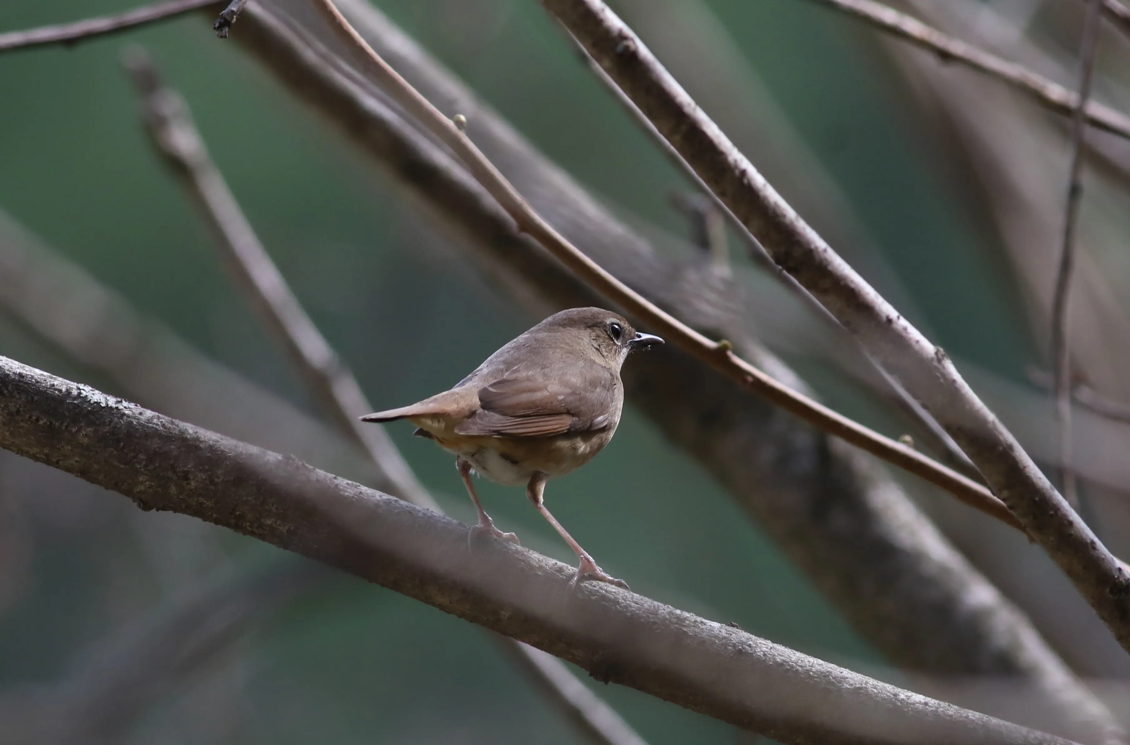 ノゴマ｜日本の鳥百科｜サントリーの愛鳥活動