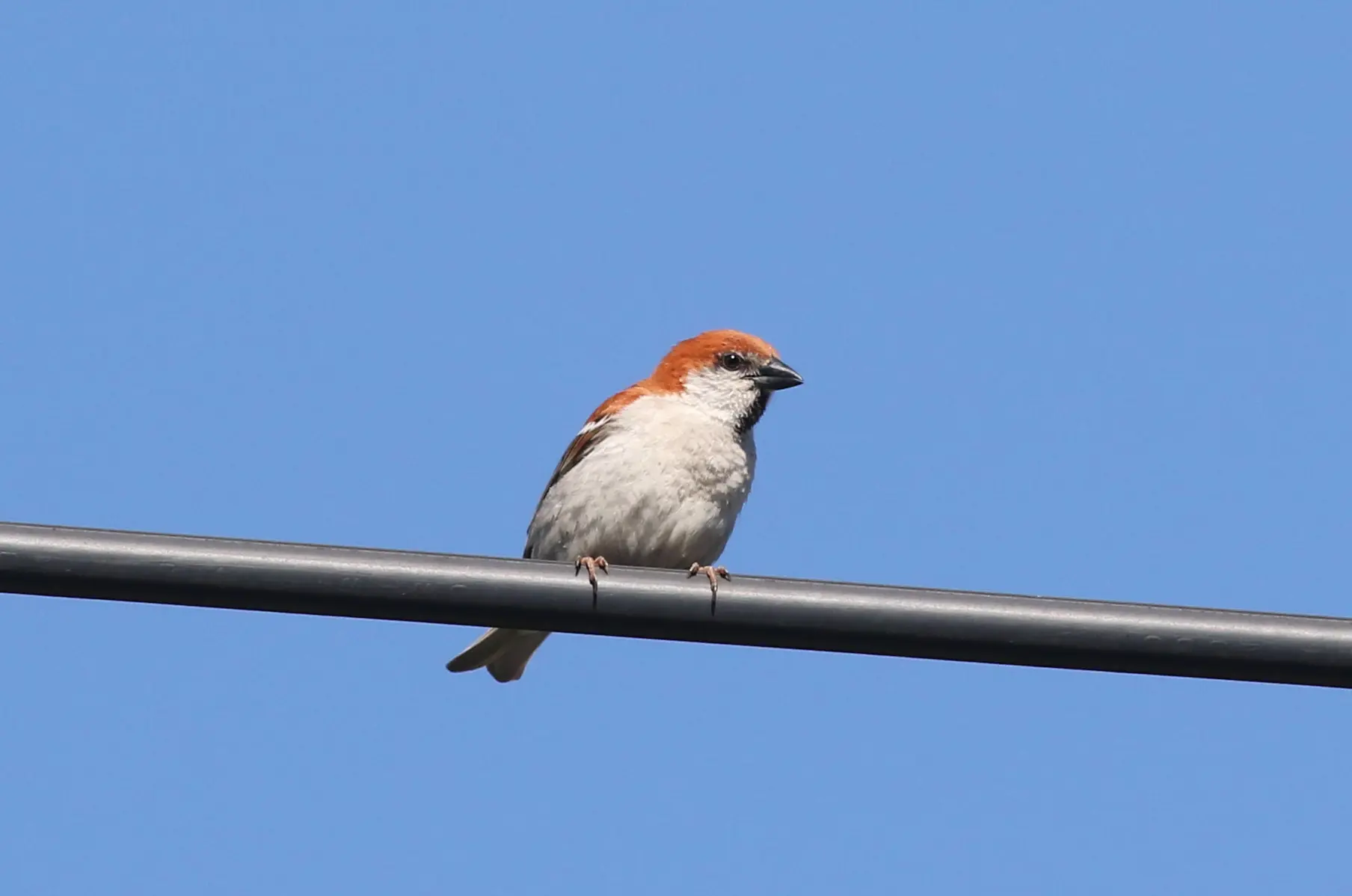 ニュウナイスズメ｜日本の鳥百科｜サントリーの愛鳥活動