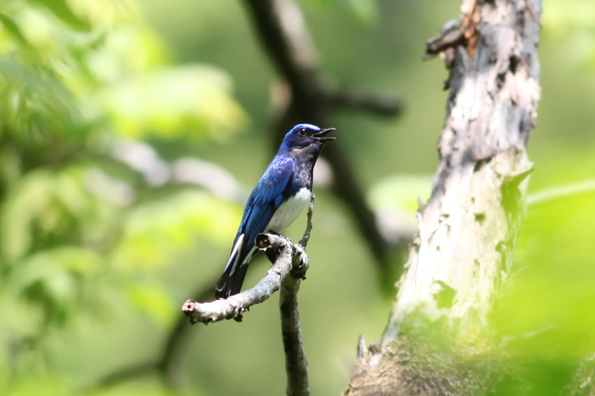 オオルリ｜日本の鳥百科｜サントリーの愛鳥活動