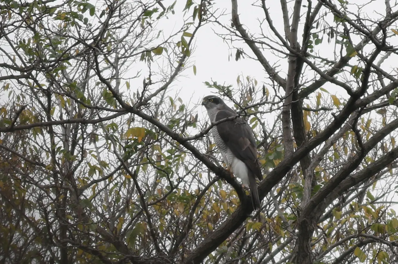 オオタカ｜日本の鳥百科｜サントリーの愛鳥活動