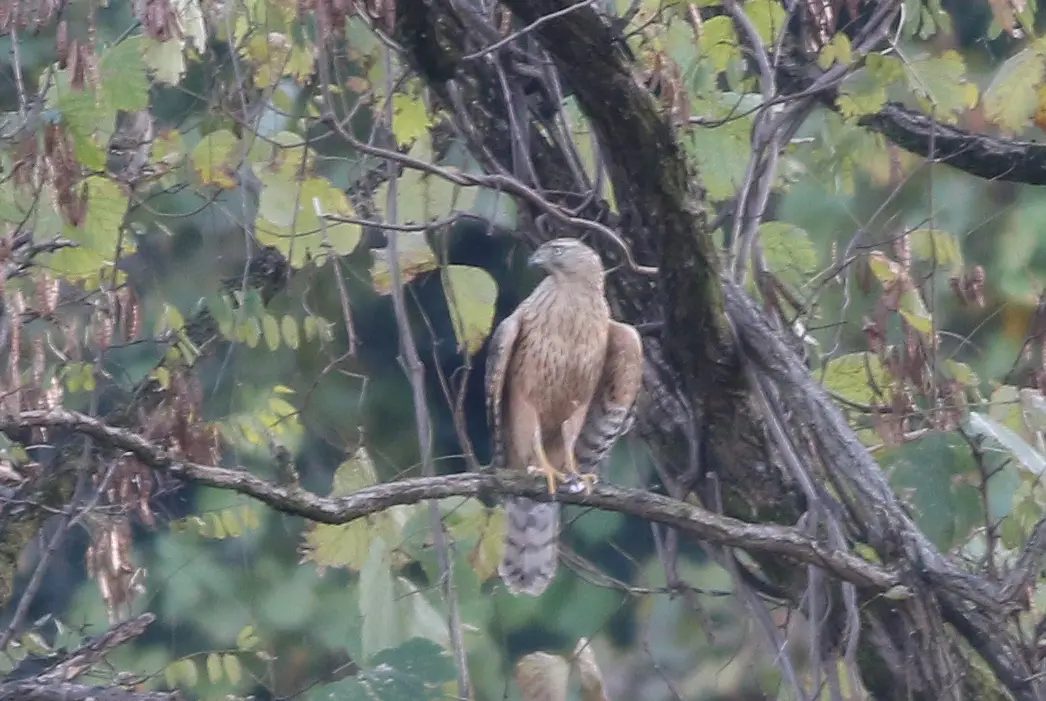 オオタカ｜日本の鳥百科｜サントリーの愛鳥活動