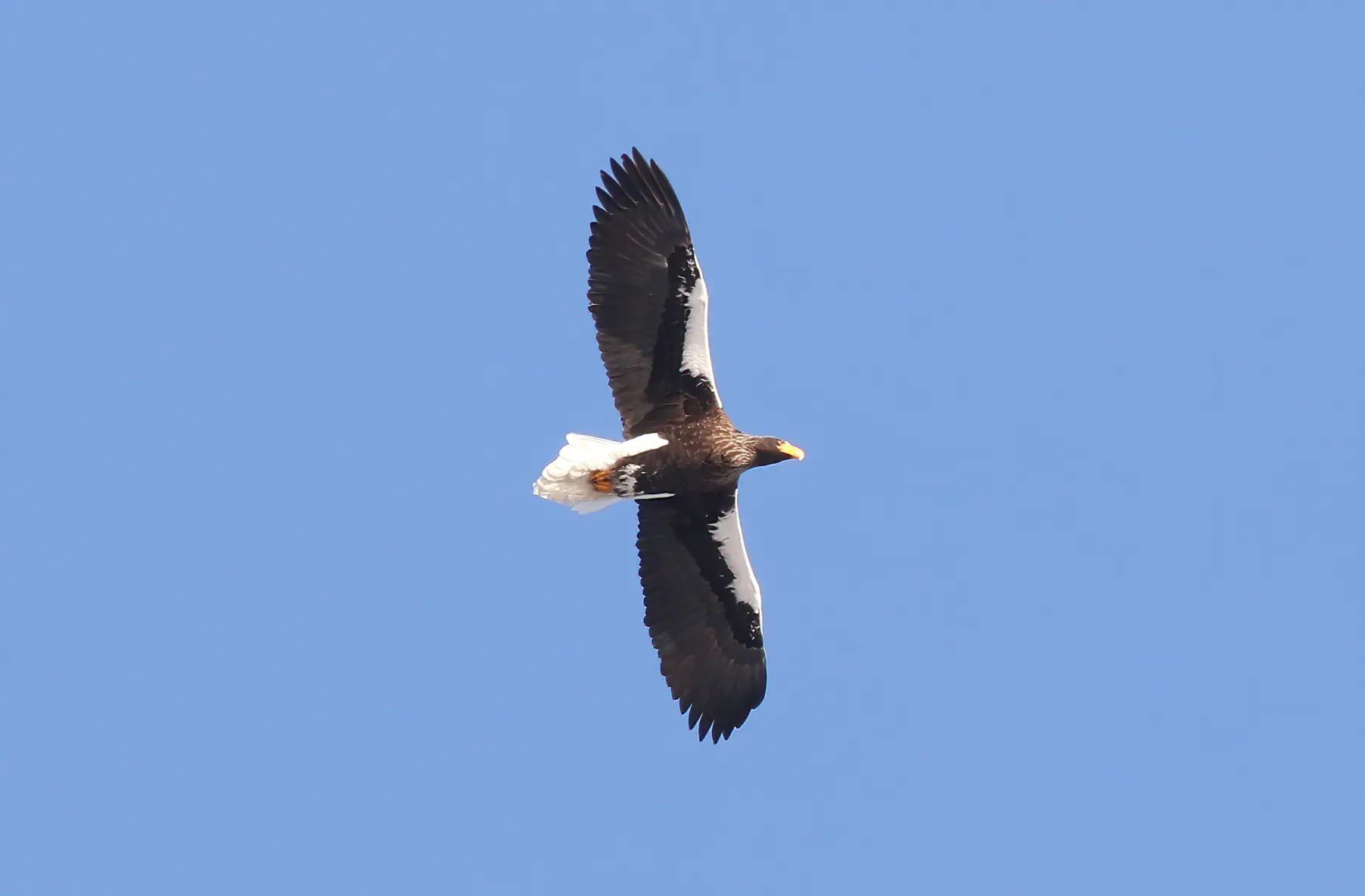 オオワシ｜日本の鳥百科｜サントリーの愛鳥活動