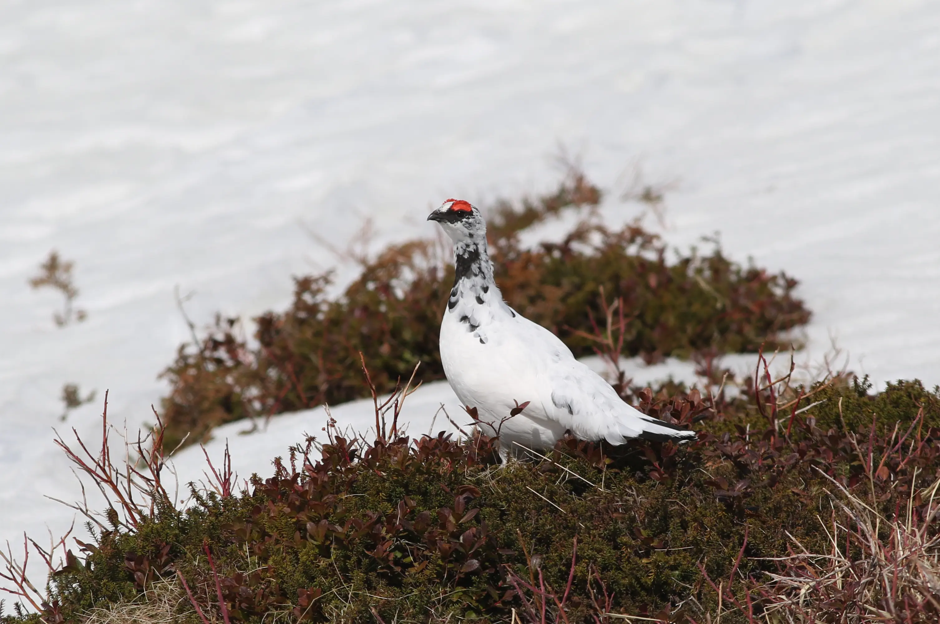 ライチョウ（ニホンライチョウ）｜日本の鳥百科｜サントリーの愛鳥活動