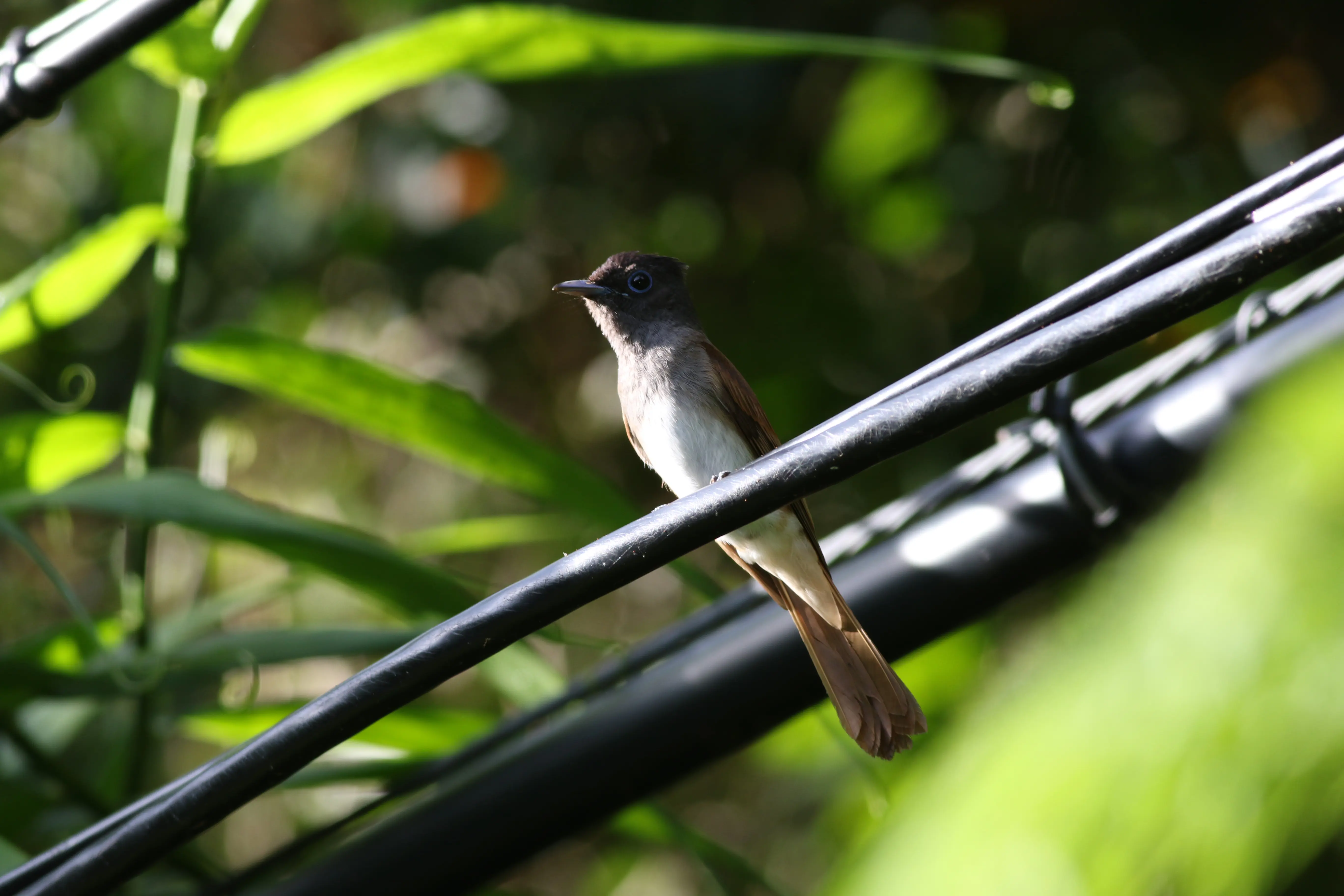 サンコウチョウ｜日本の鳥百科｜サントリーの愛鳥活動