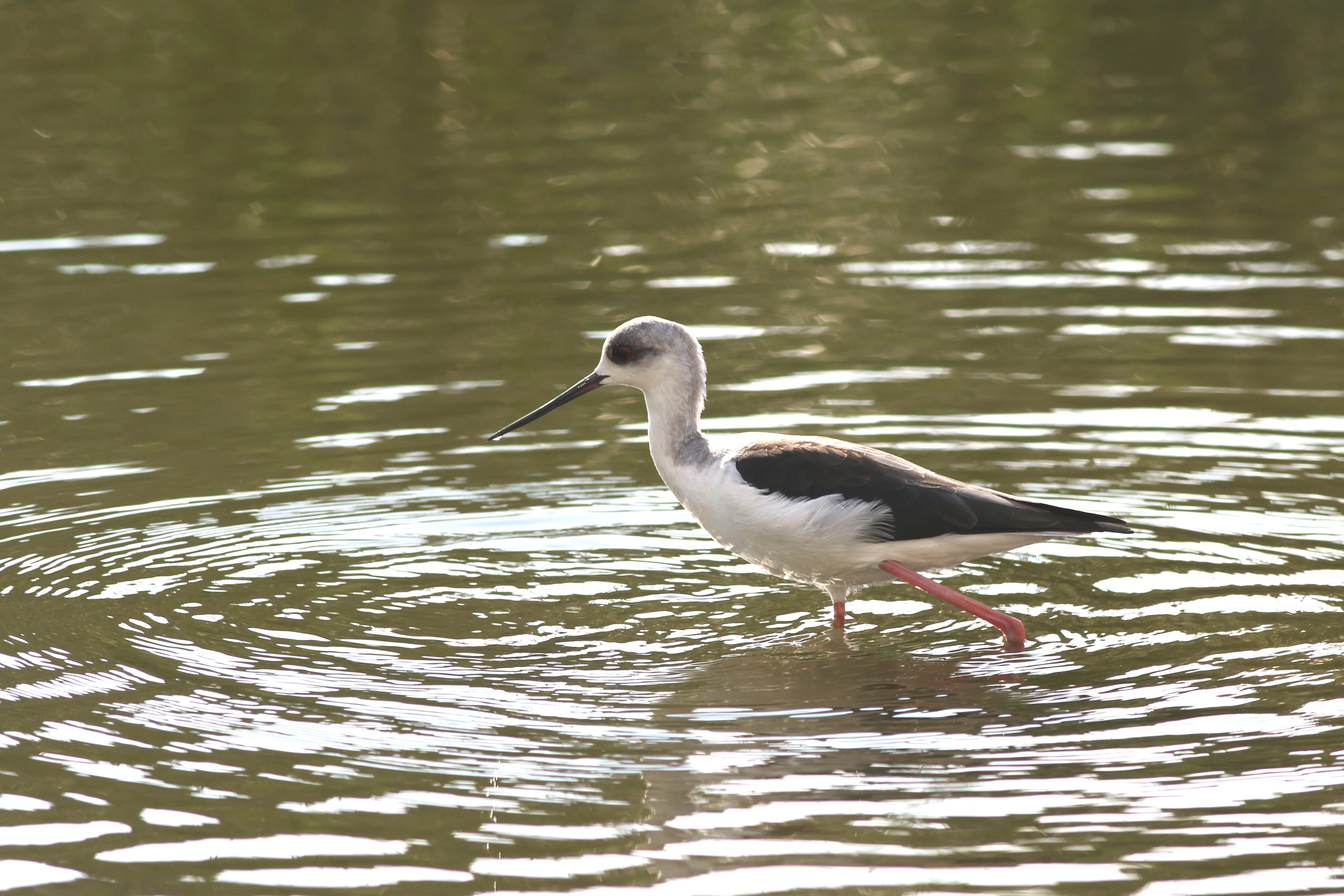 セイタカシギ｜日本の鳥百科｜サントリーの愛鳥活動