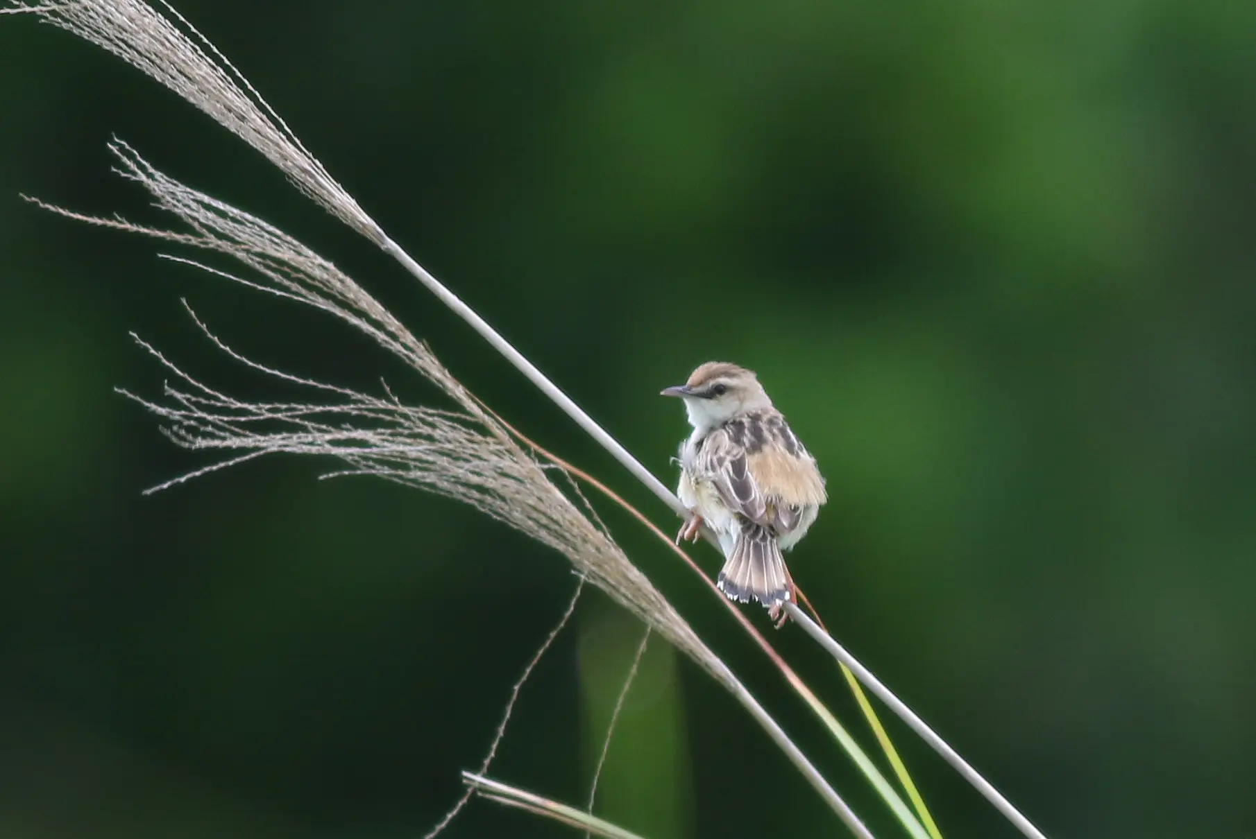 セッカ｜日本の鳥百科｜サントリーの愛鳥活動