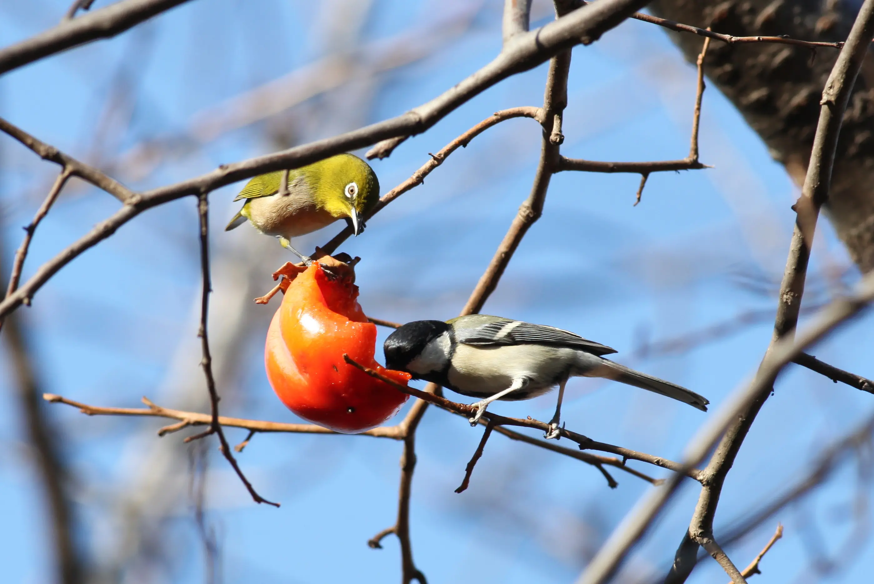 シジュウカラ｜日本の鳥百科｜サントリーの愛鳥活動