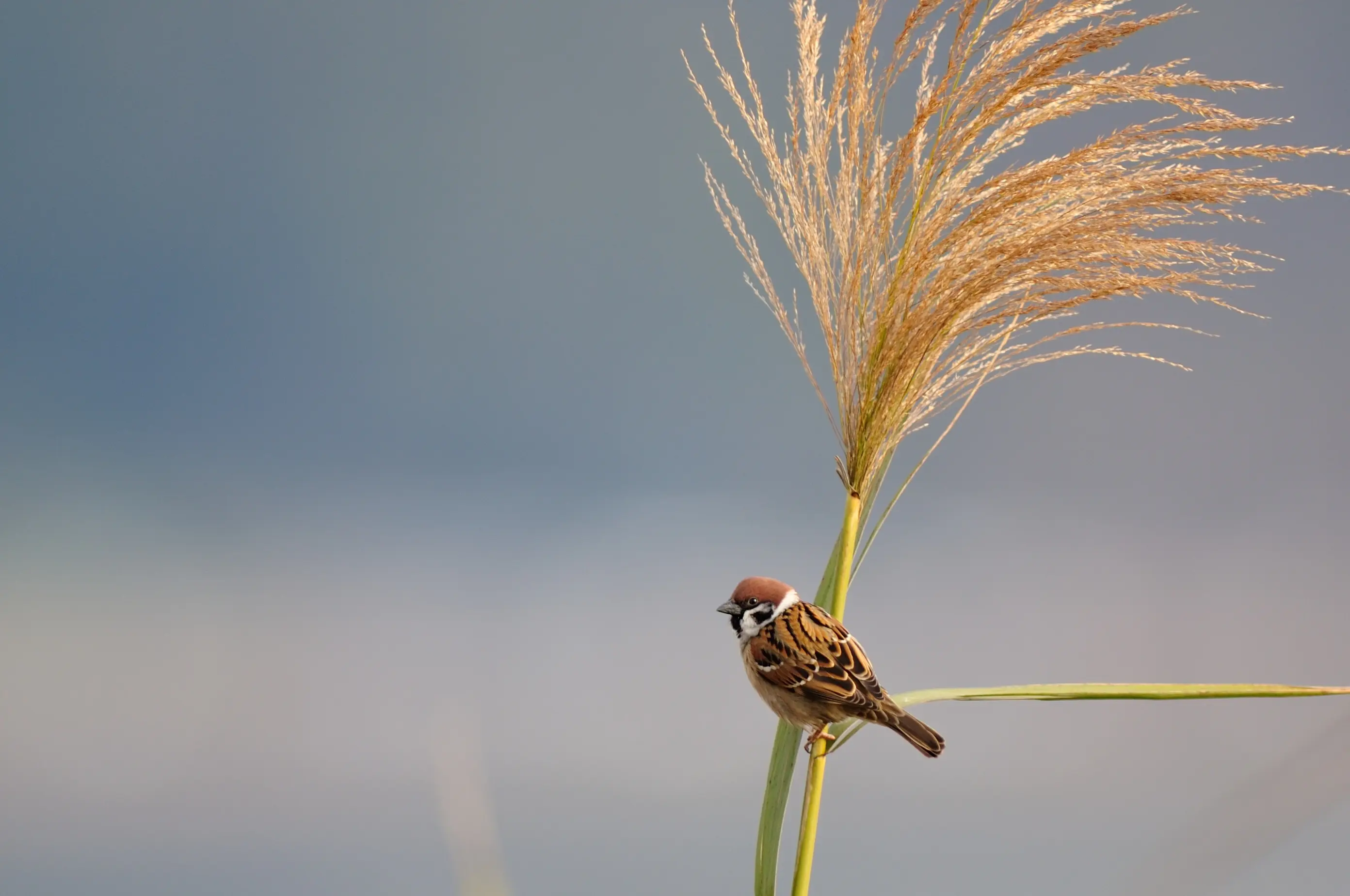 スズメ｜日本の鳥百科｜サントリーの愛鳥活動