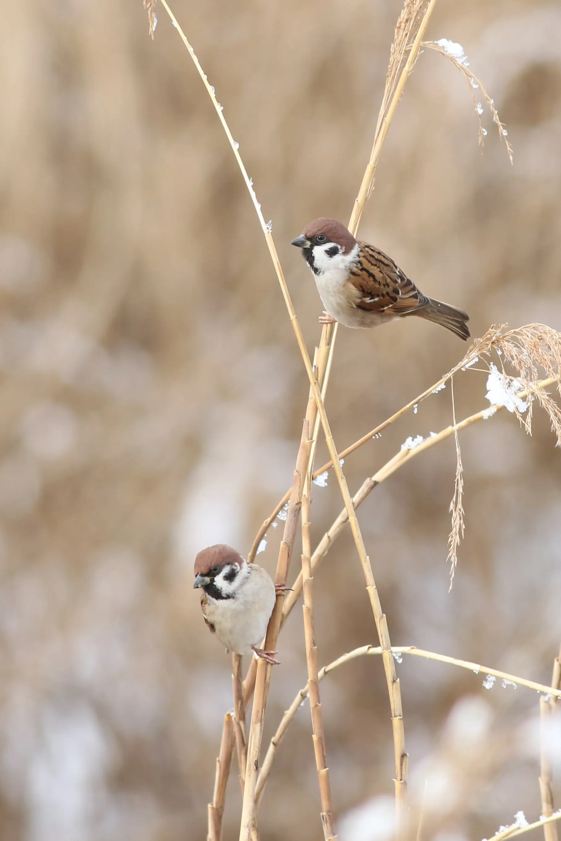 スズメ｜日本の鳥百科｜サントリーの愛鳥活動