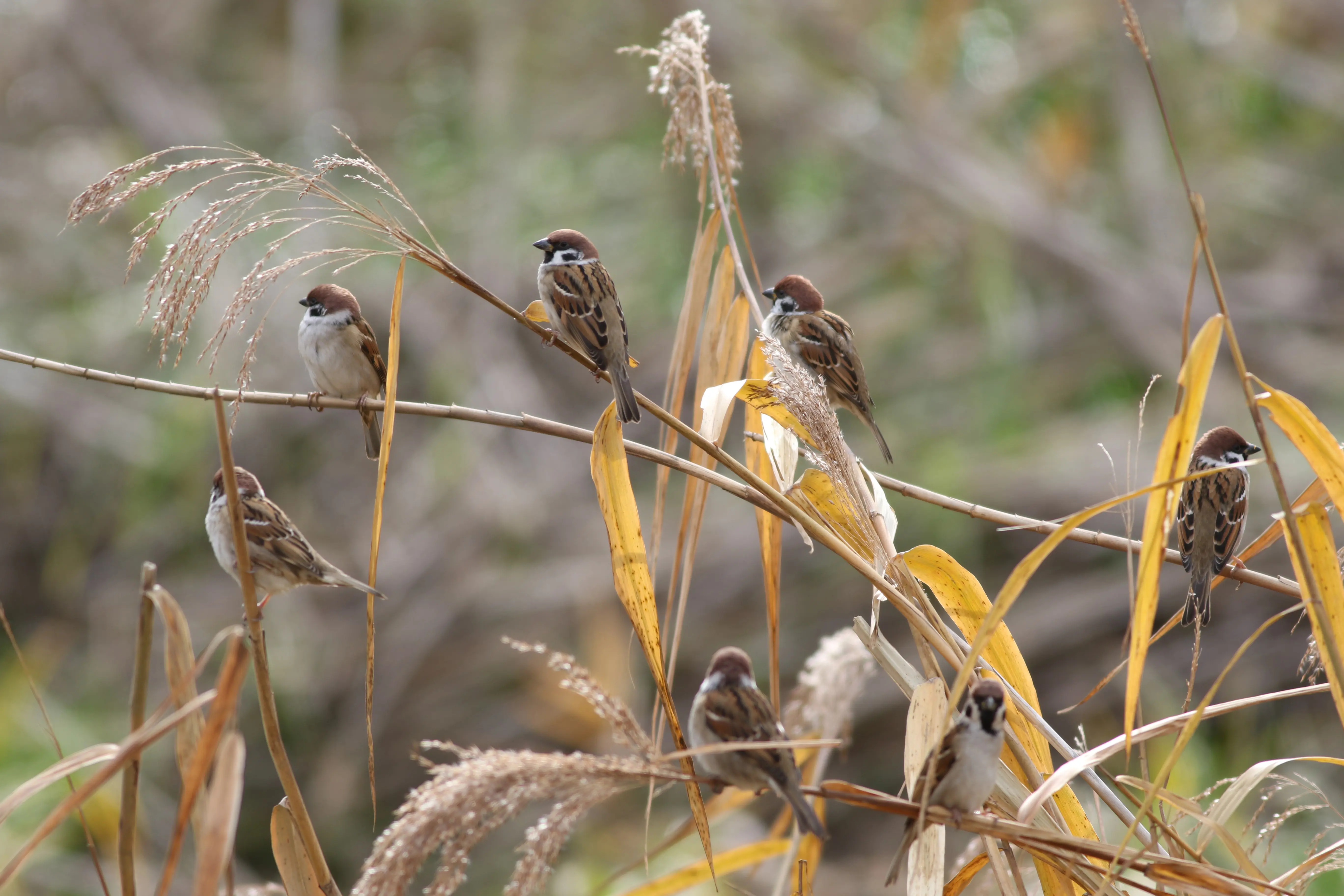 スズメ｜日本の鳥百科｜サントリーの愛鳥活動