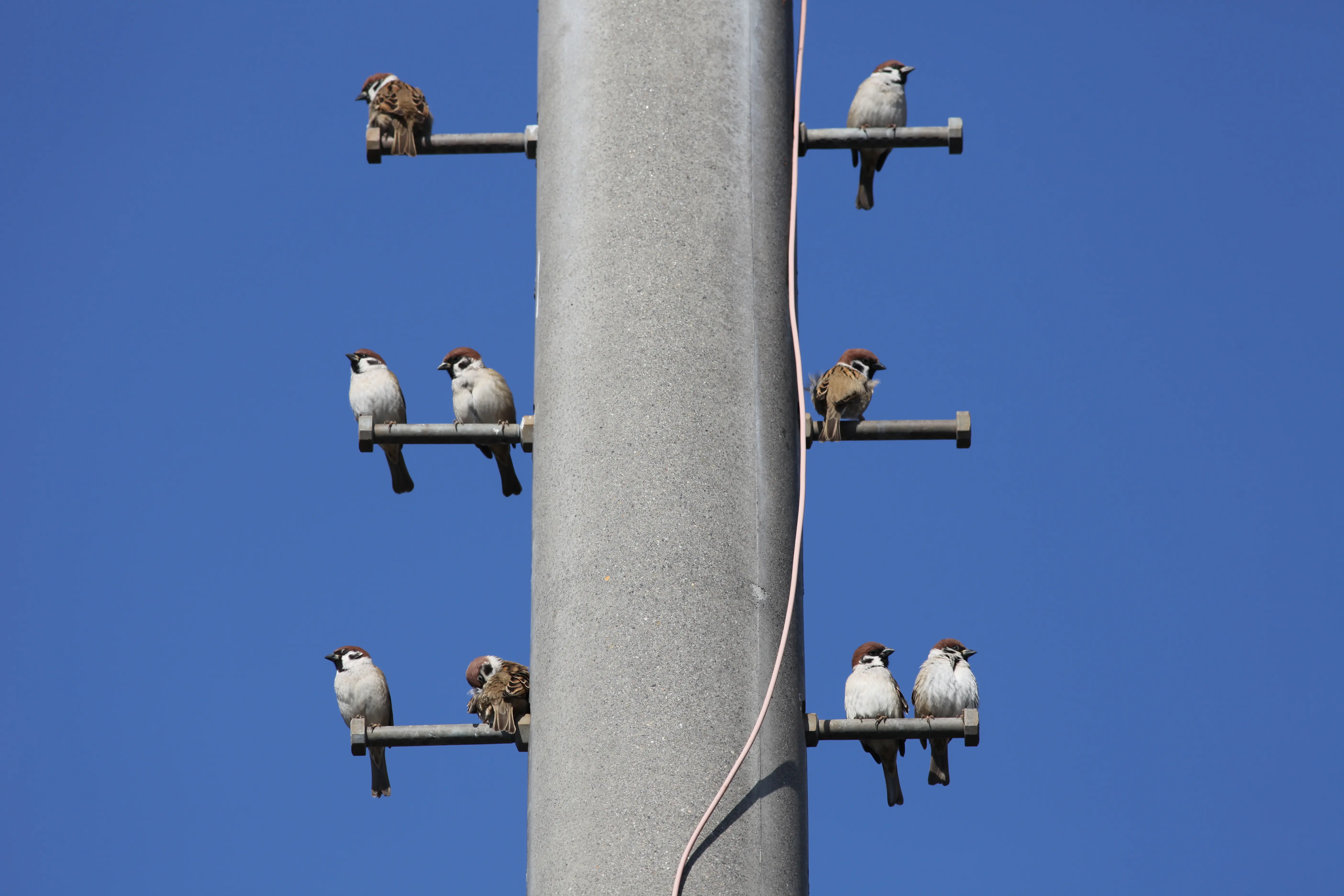 スズメ｜日本の鳥百科｜サントリーの愛鳥活動