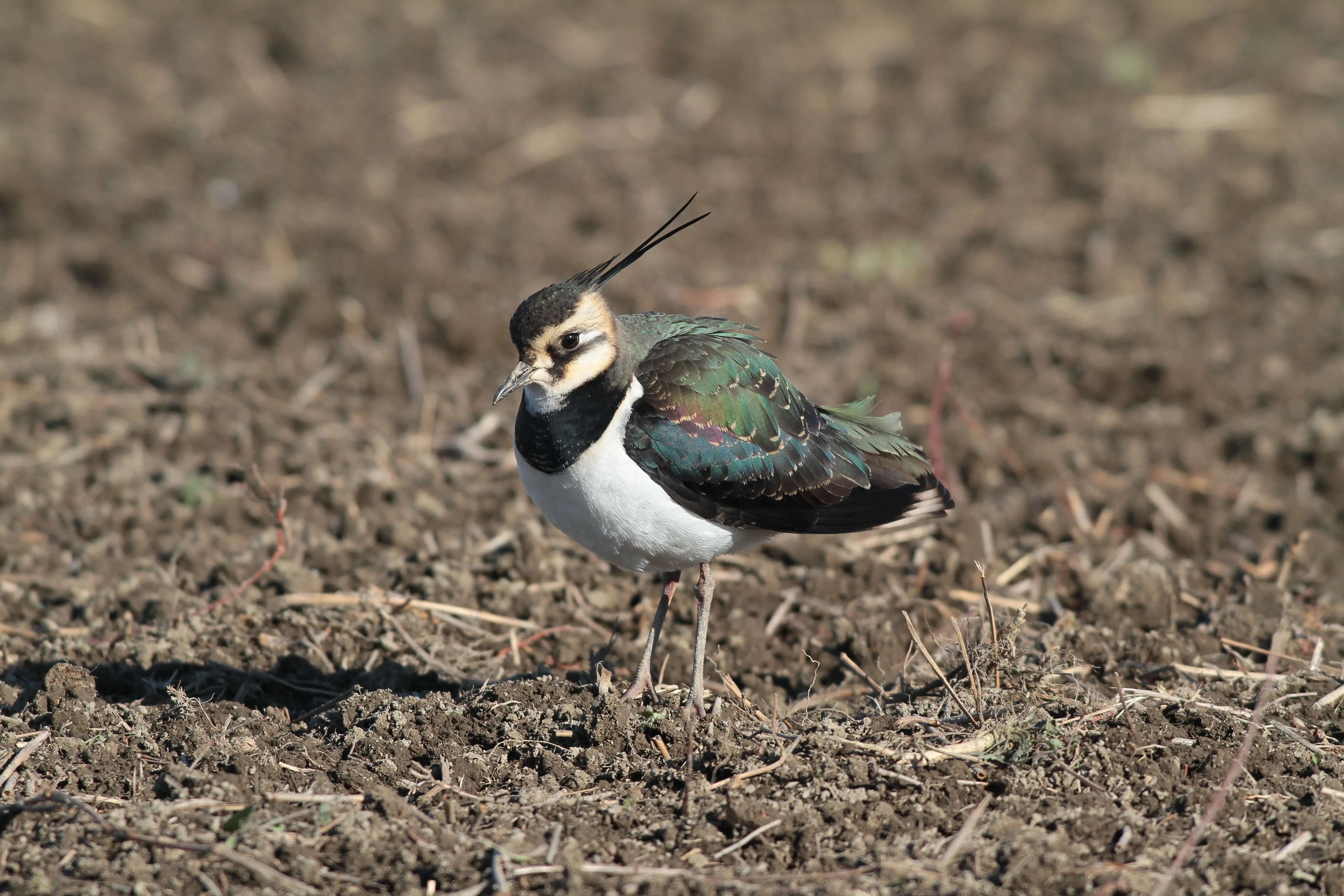 タゲリ｜日本の鳥百科｜サントリーの愛鳥活動