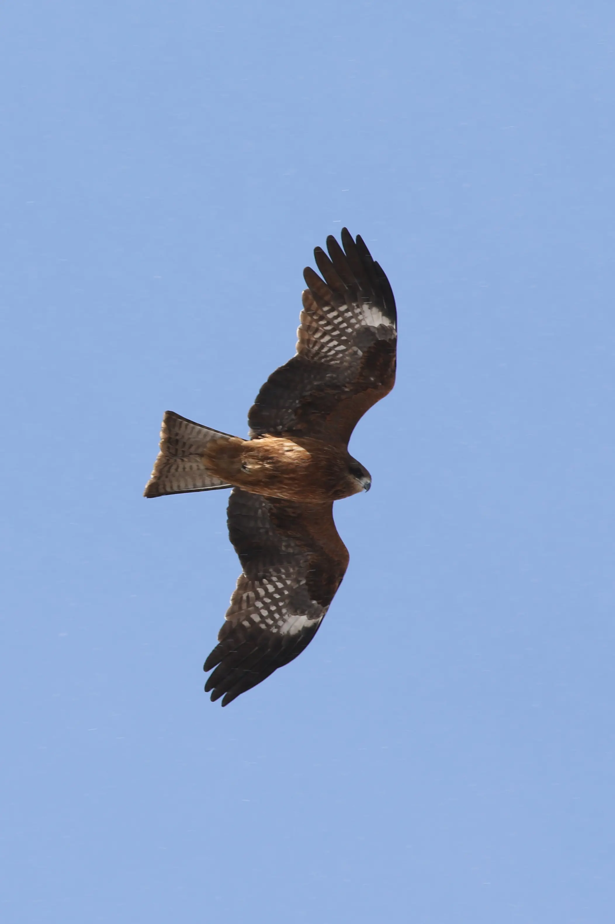 トビ｜日本の鳥百科｜サントリーの愛鳥活動