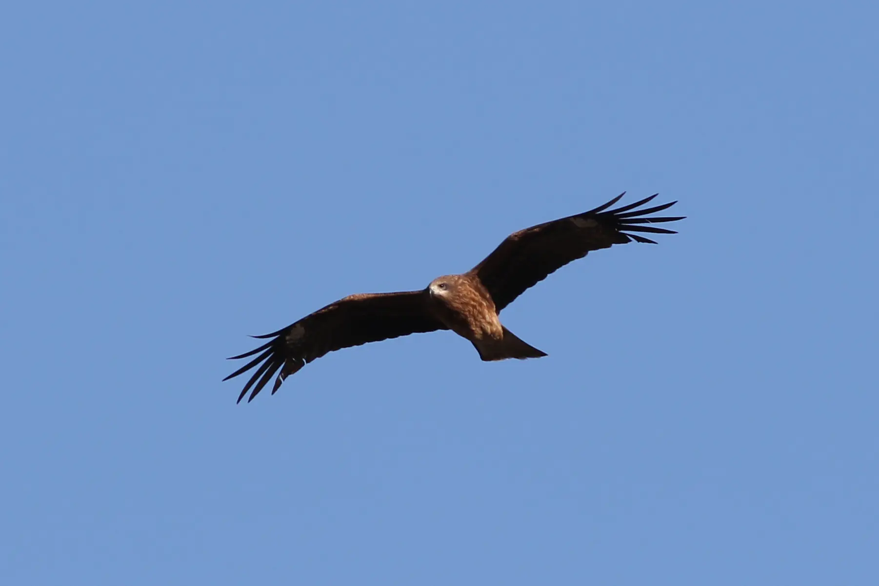 トビ｜日本の鳥百科｜サントリーの愛鳥活動