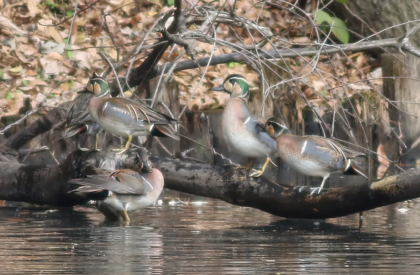 トモエガモ｜日本の鳥百科｜サントリーの愛鳥活動