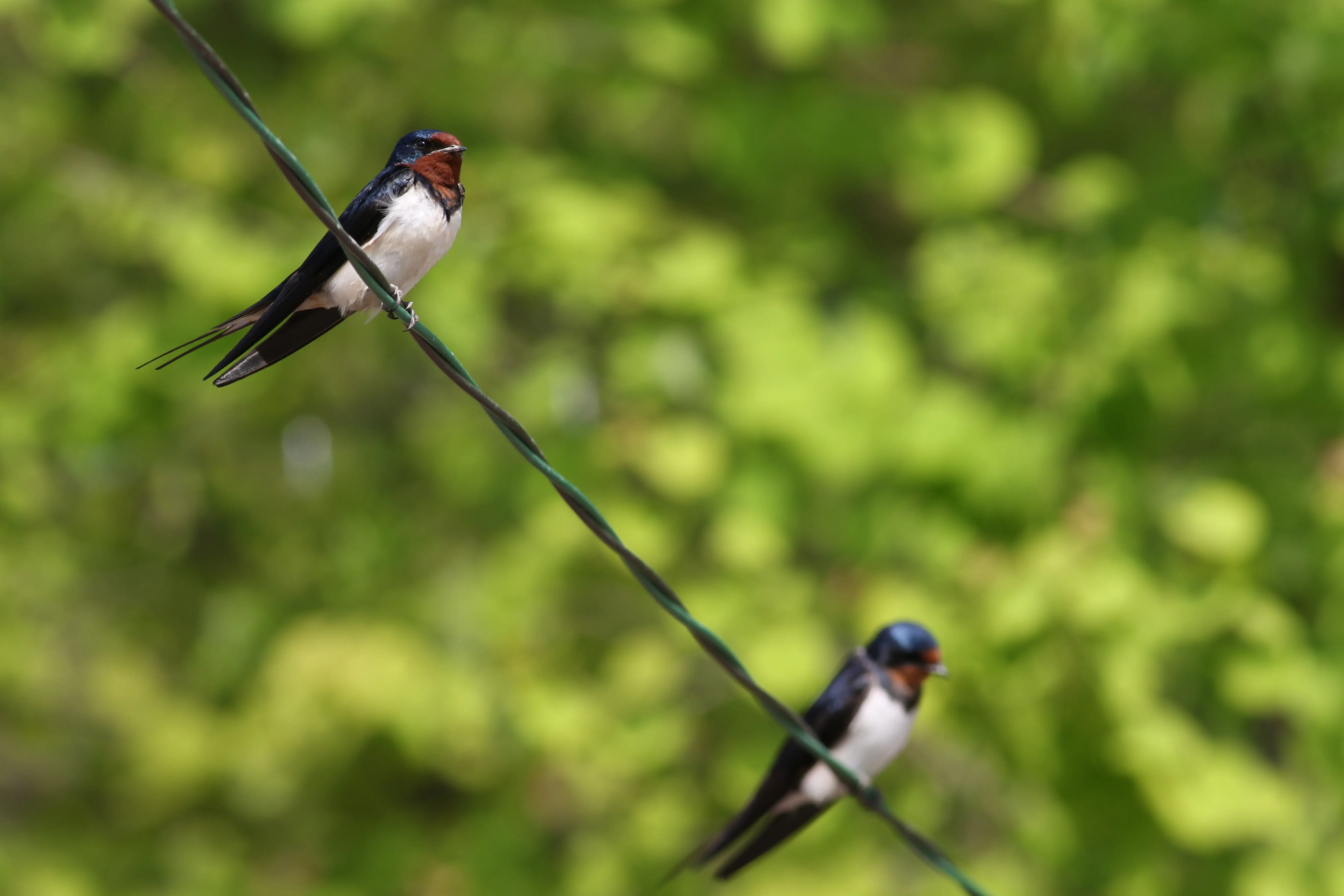 ツバメ｜日本の鳥百科｜サントリーの愛鳥活動