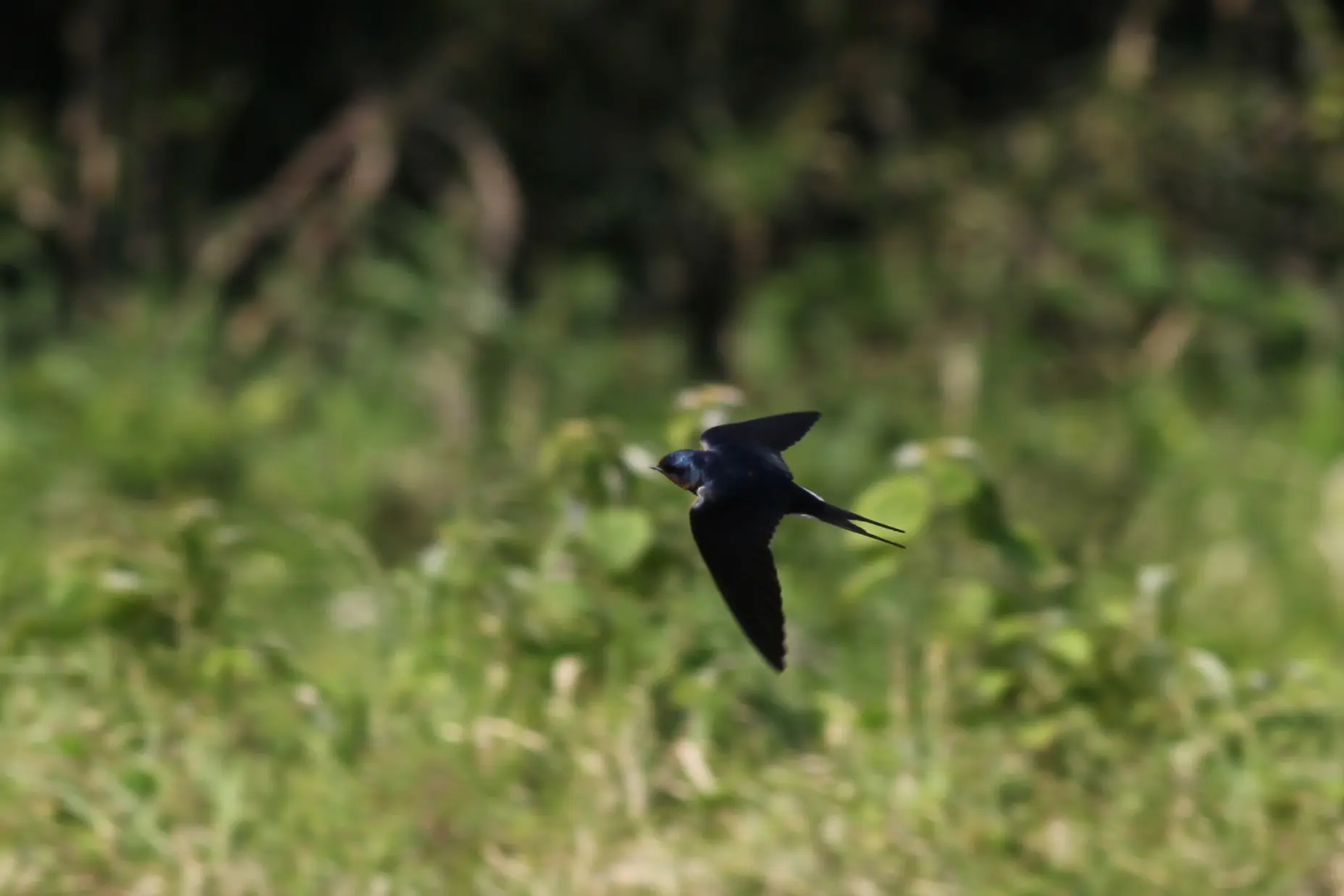 ツバメ｜日本の鳥百科｜サントリーの愛鳥活動