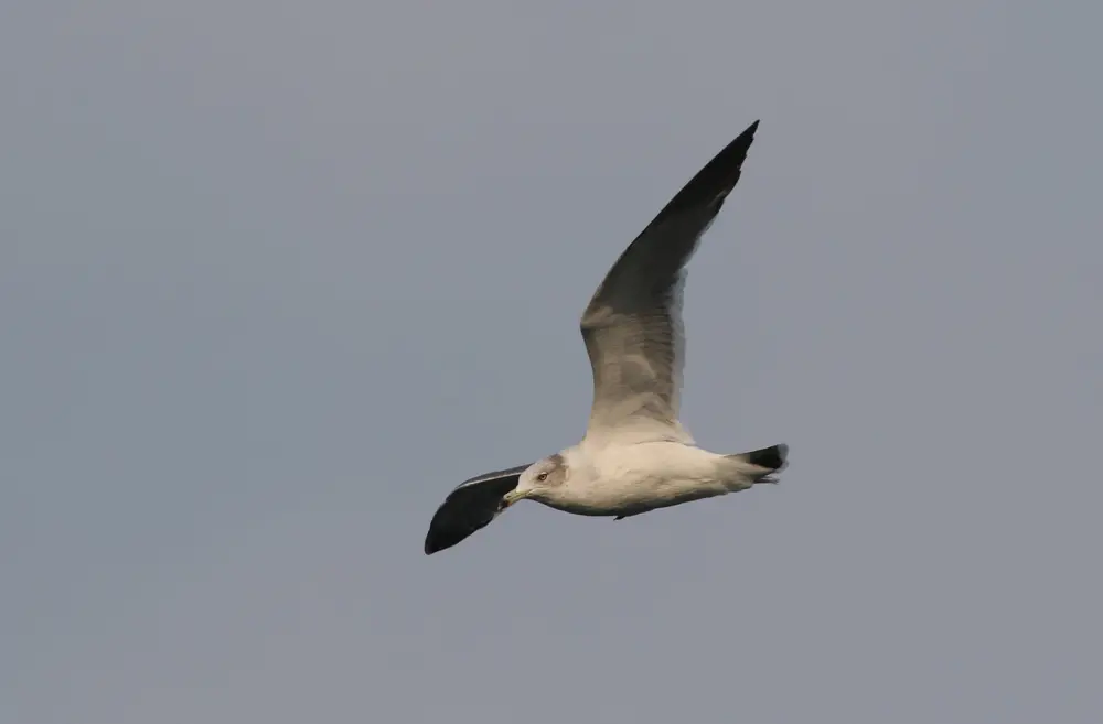 ウミネコ｜日本の鳥百科｜サントリーの愛鳥活動
