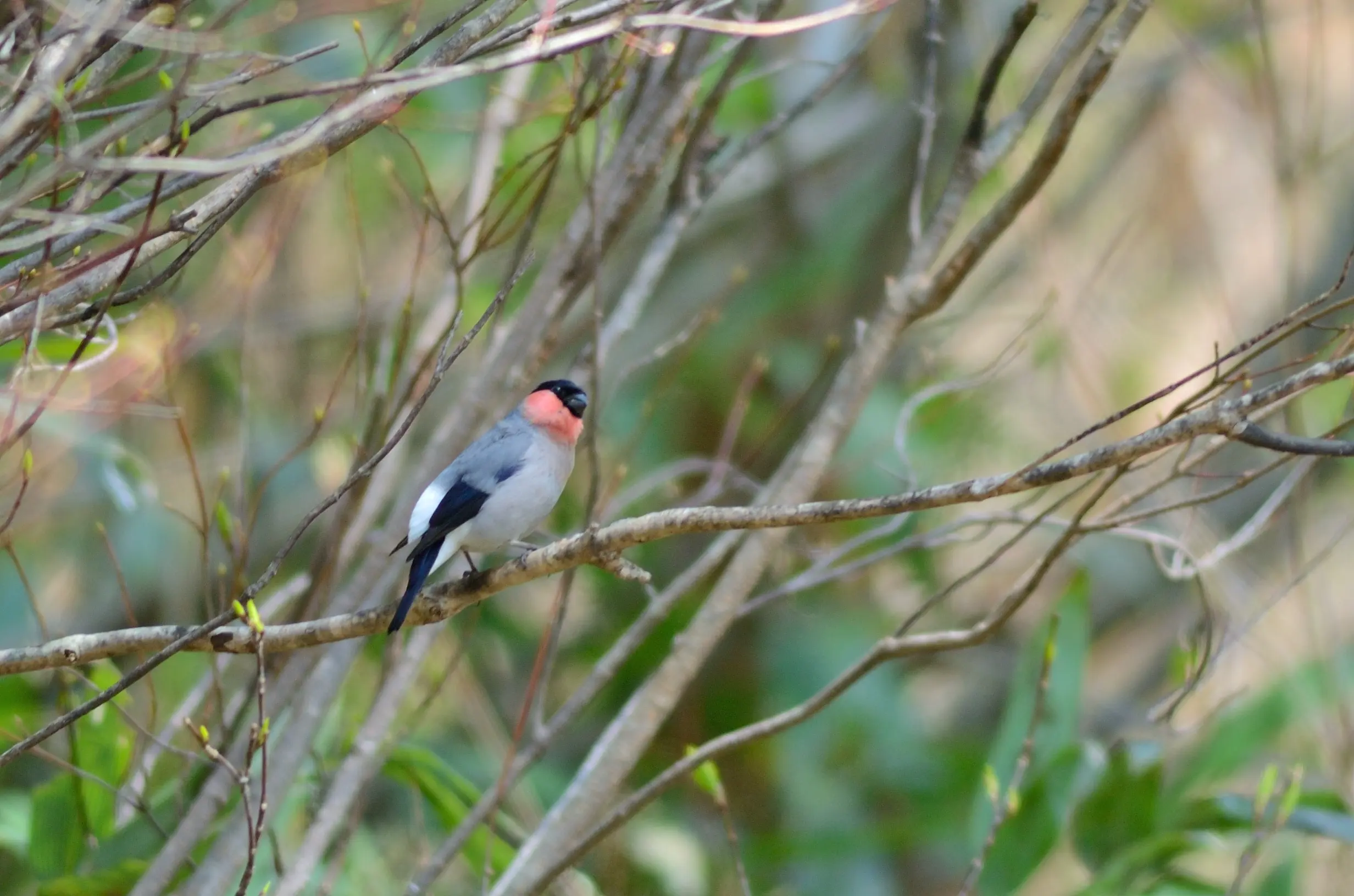 ウソ｜日本の鳥百科｜サントリーの愛鳥活動