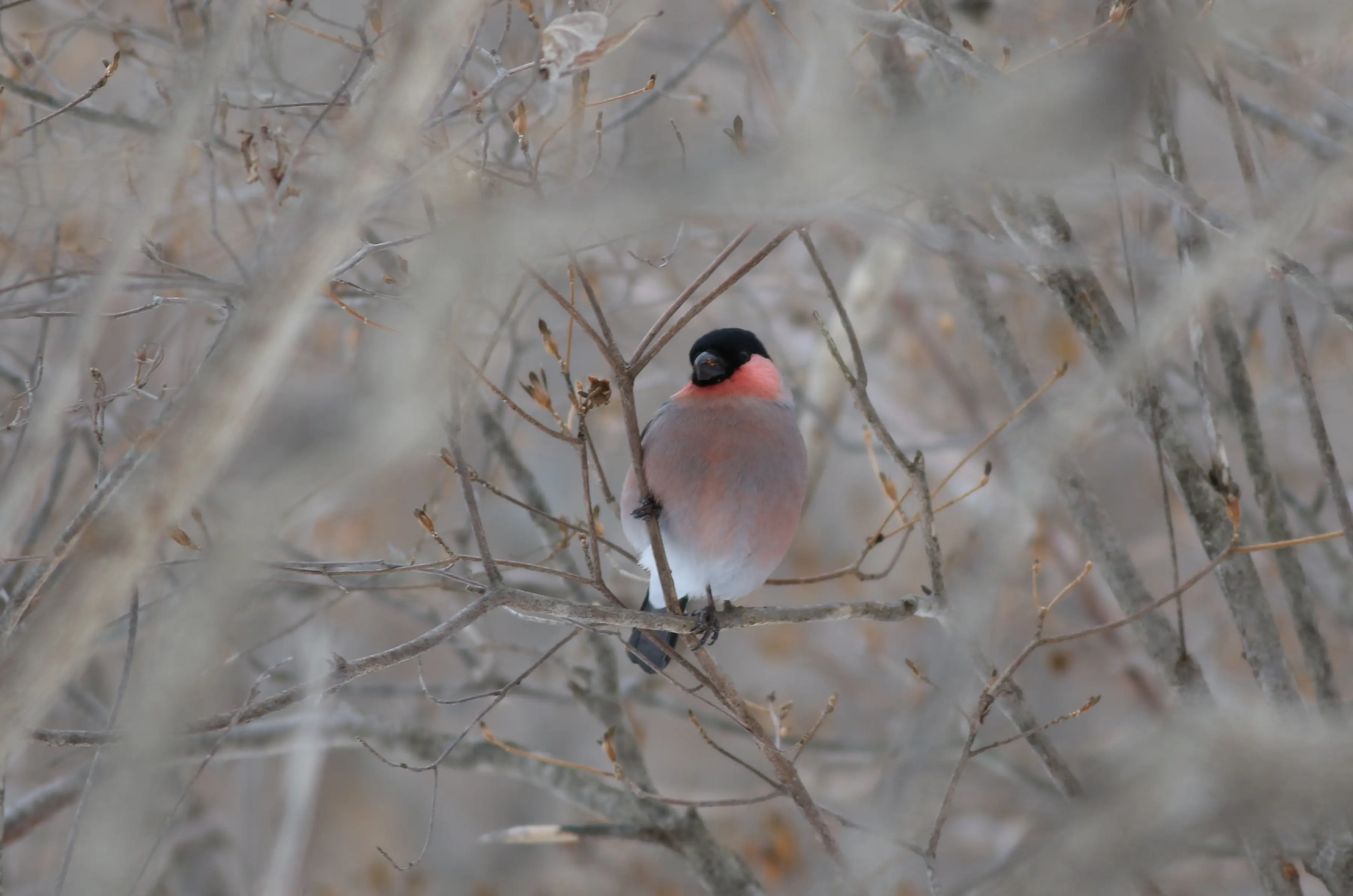 ウソ｜日本の鳥百科｜サントリーの愛鳥活動