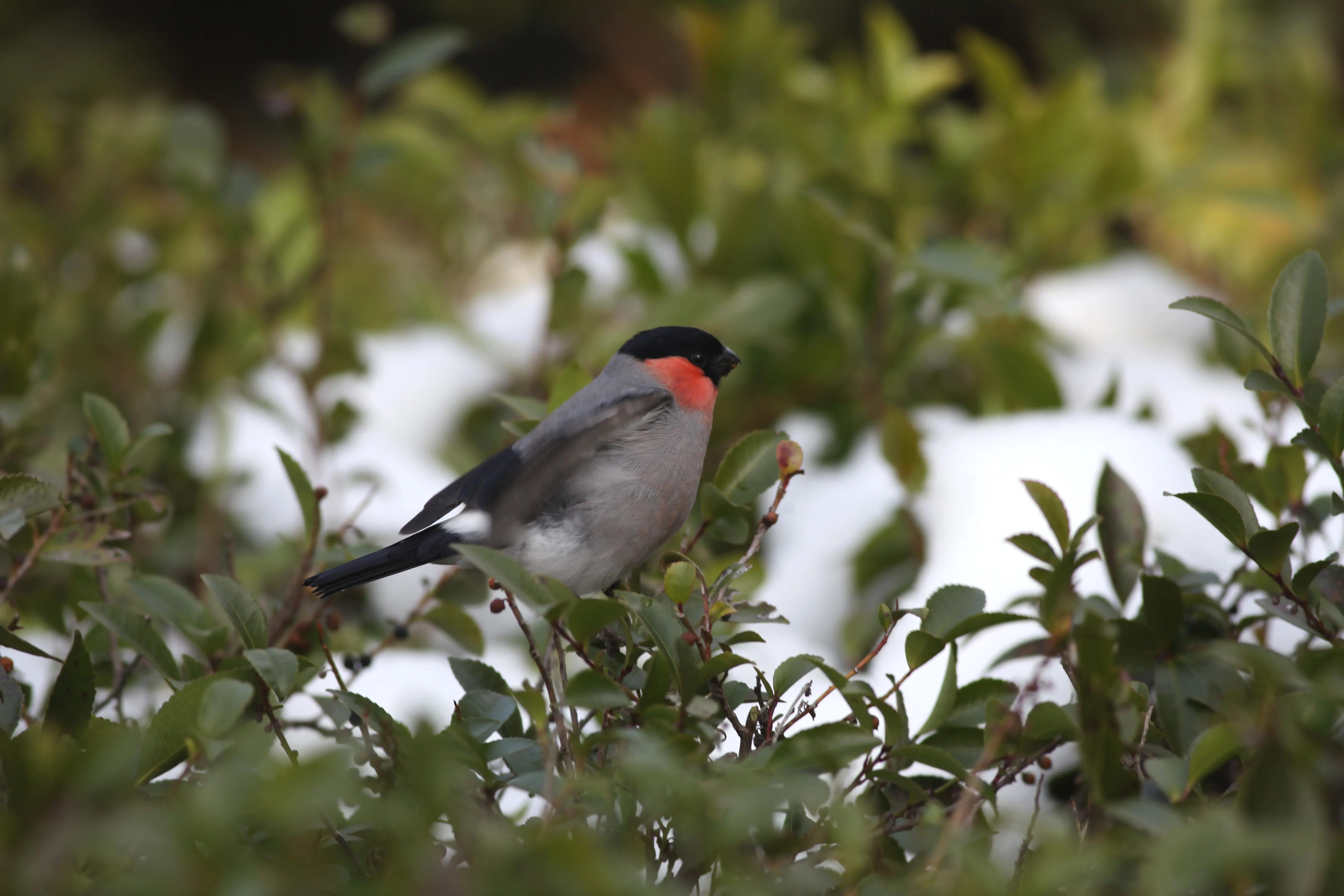 ウソ｜日本の鳥百科｜サントリーの愛鳥活動