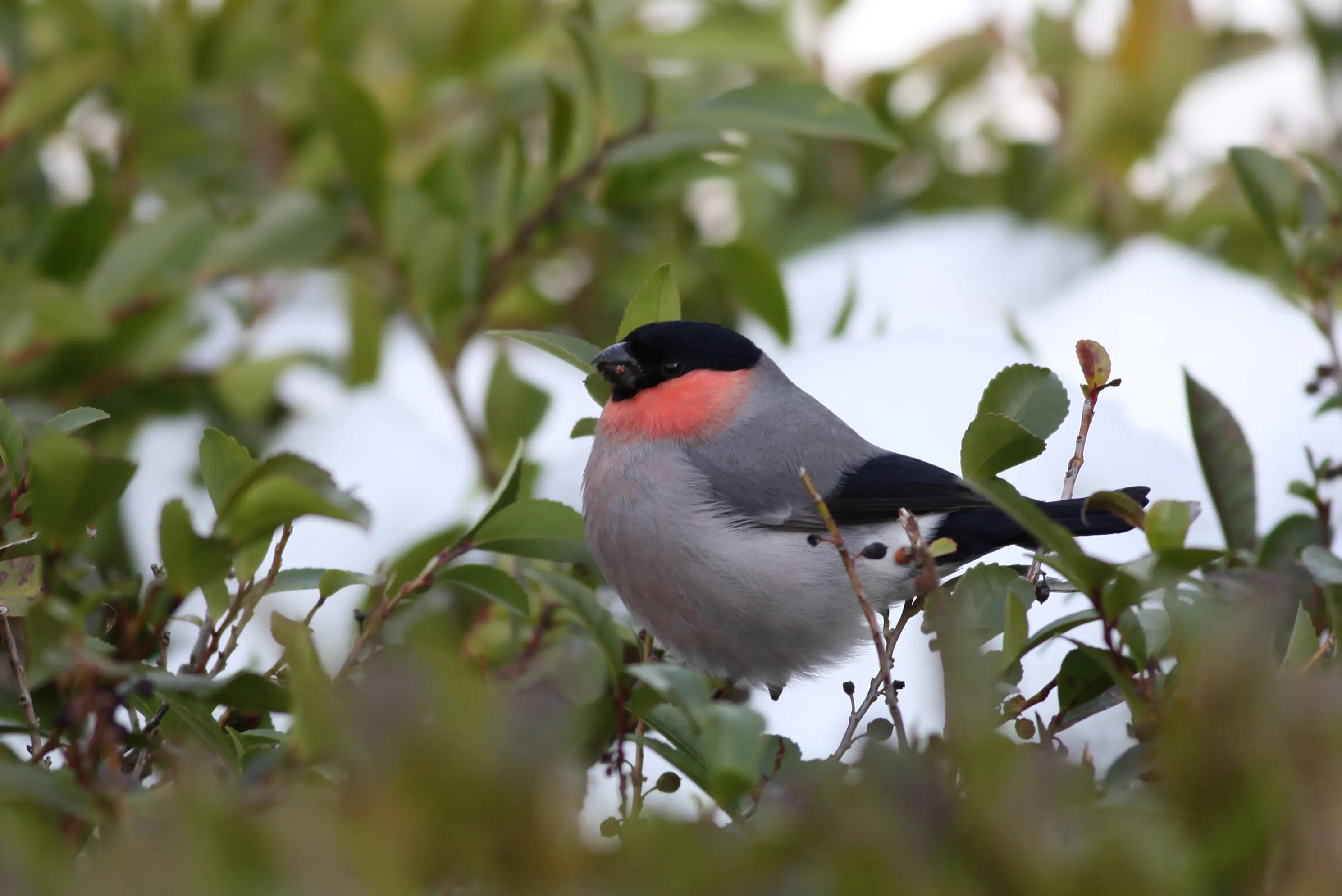 ウソ｜日本の鳥百科｜サントリーの愛鳥活動