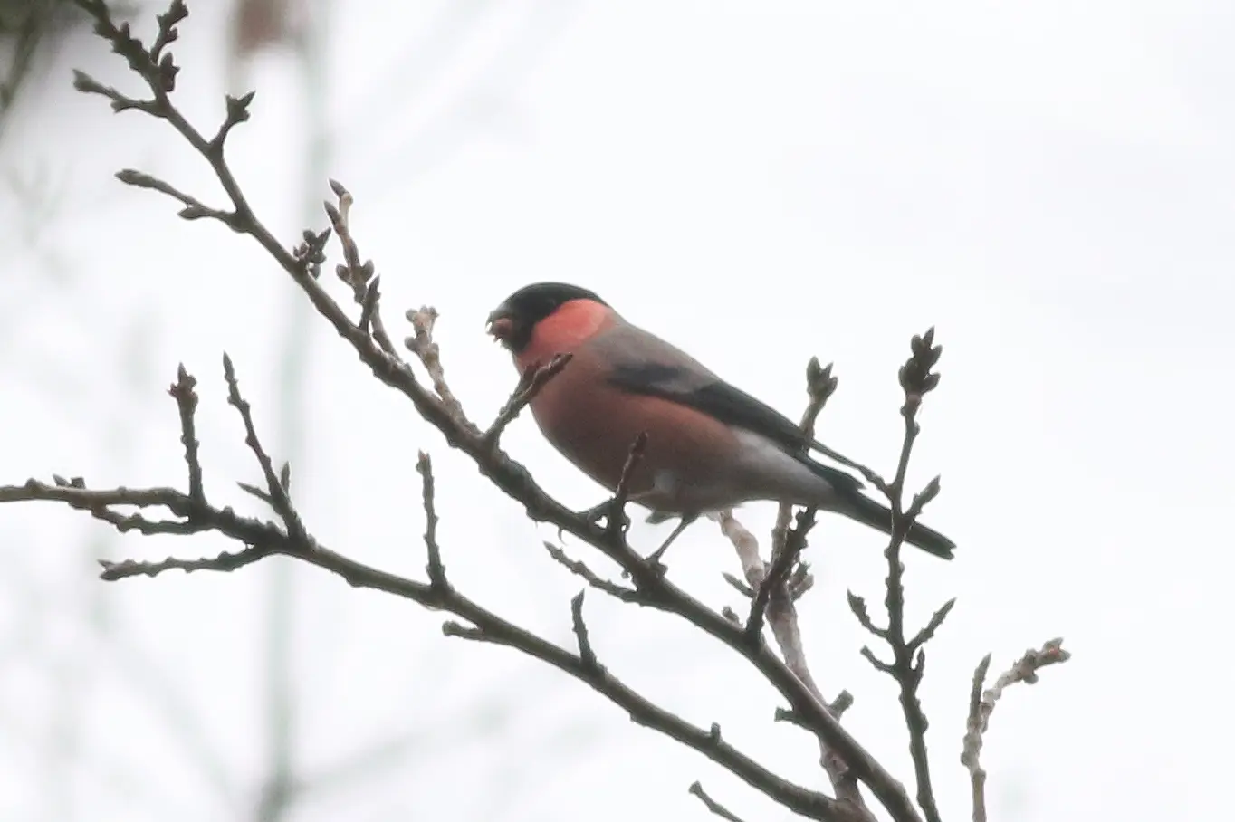 ウソ｜日本の鳥百科｜サントリーの愛鳥活動