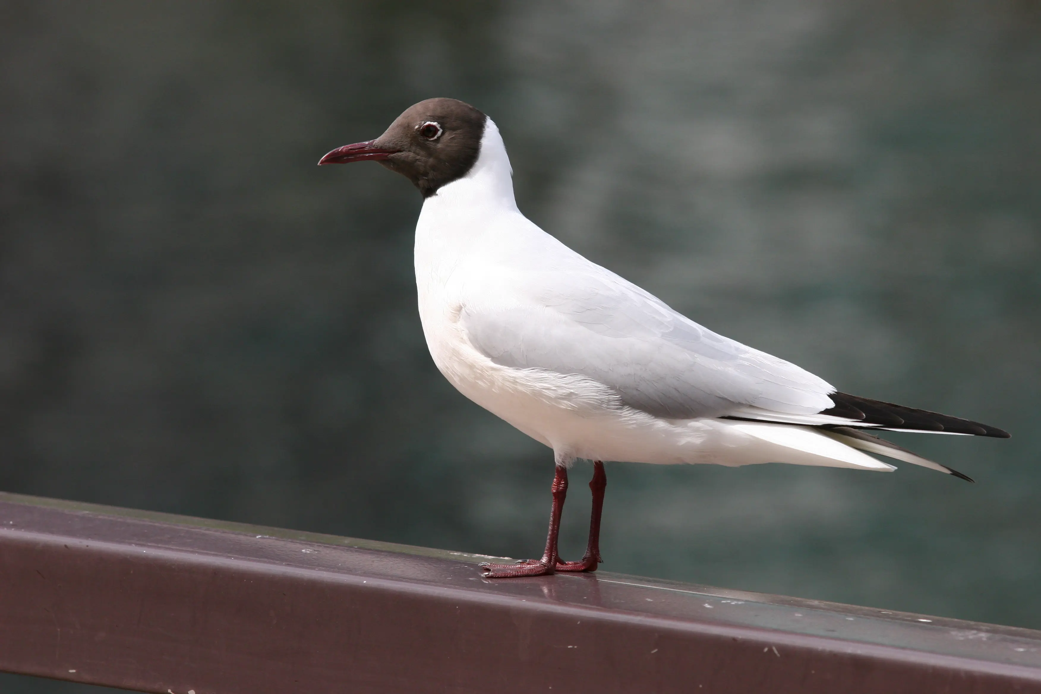 ユリカモメ｜日本の鳥百科｜サントリーの愛鳥活動