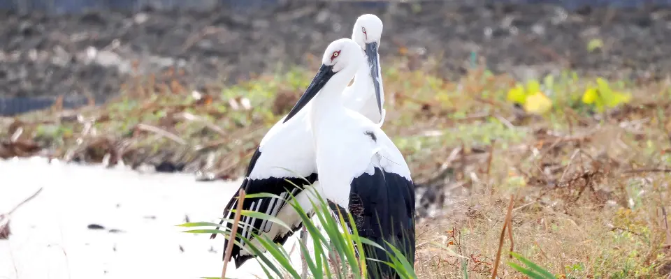 コウノトリのペアの写真