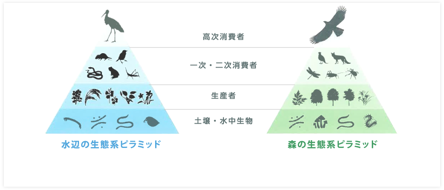 水辺の生態系ピラミッド 高次消費者 一次・二次消費者 生産者 土壌・水中生物 森の生態系ピラミッド