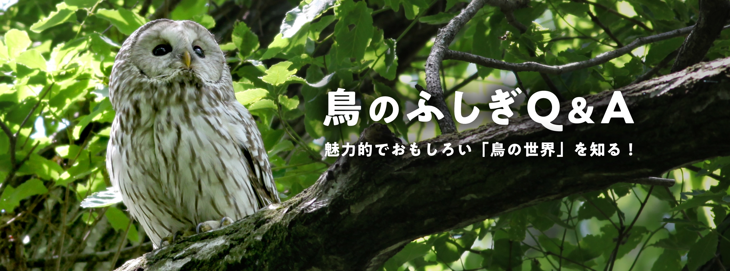 鳥のふしぎQ&A 魅力的で面白い「鳥の世界」を知る!