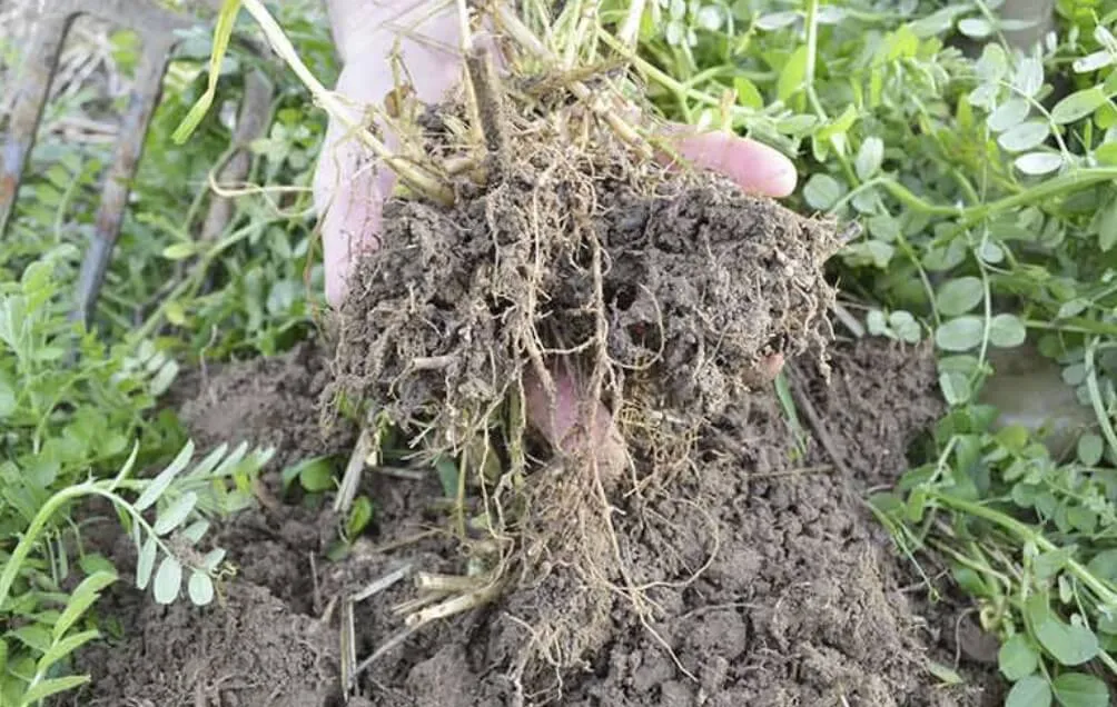 再生農業の写真