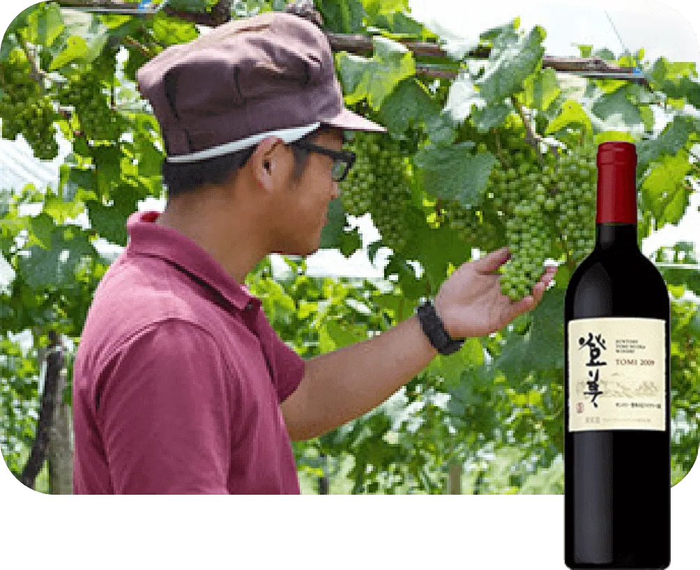 草生栽培の写真