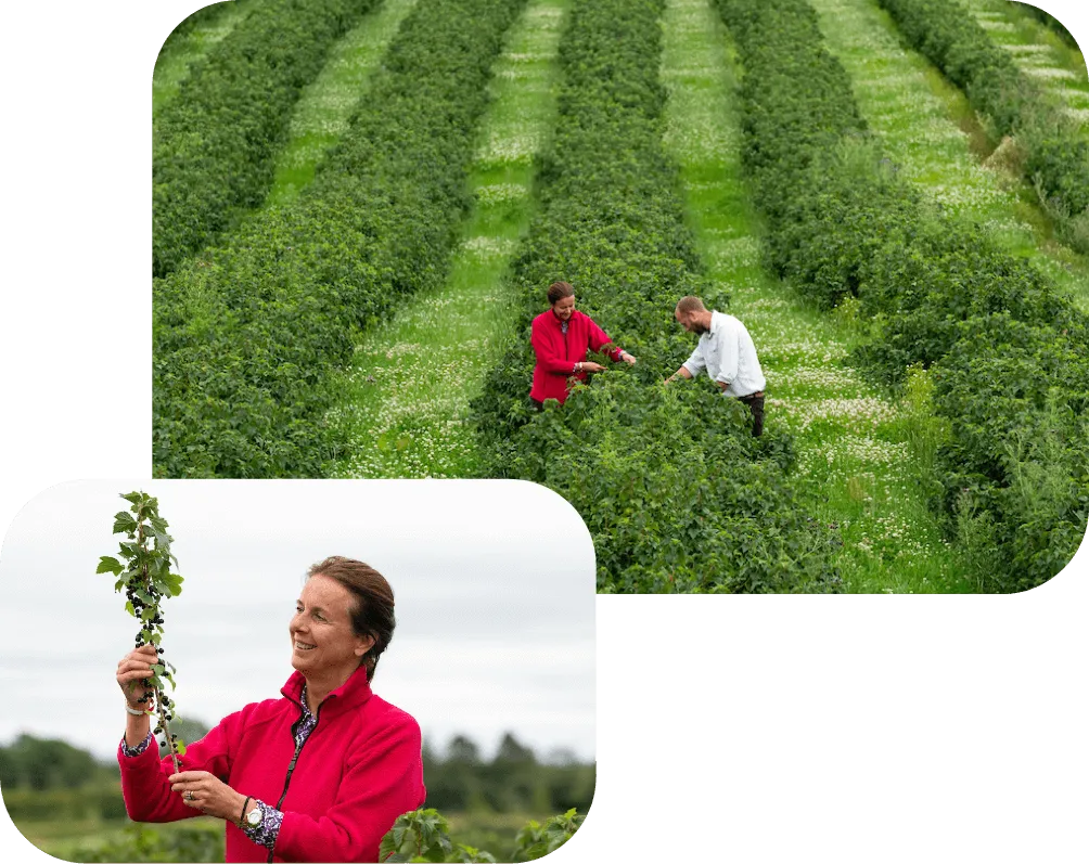 カシス農家の写真